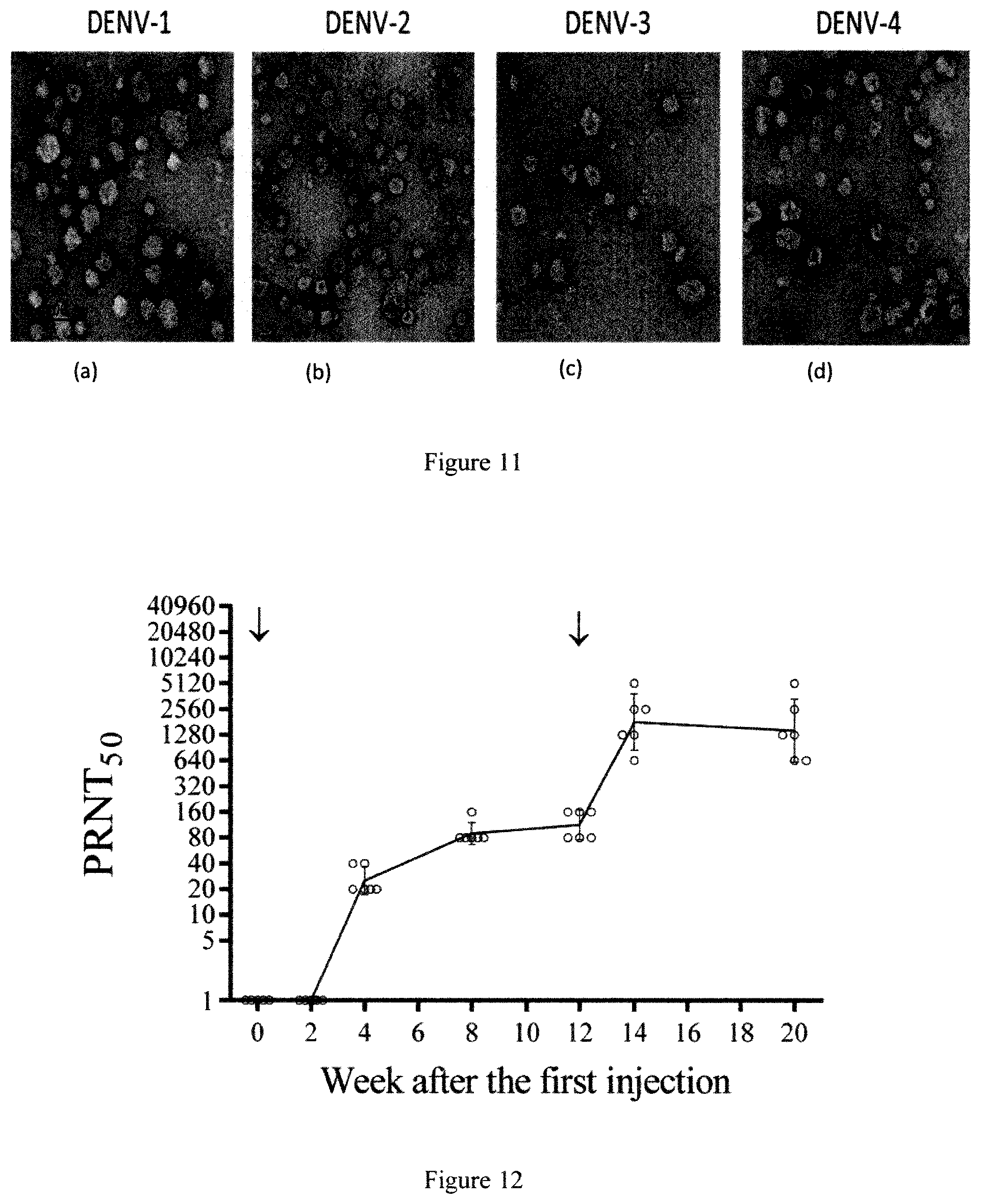 Patent US12098165 Figure 8 – Mature virus-like particles of flaviviruses