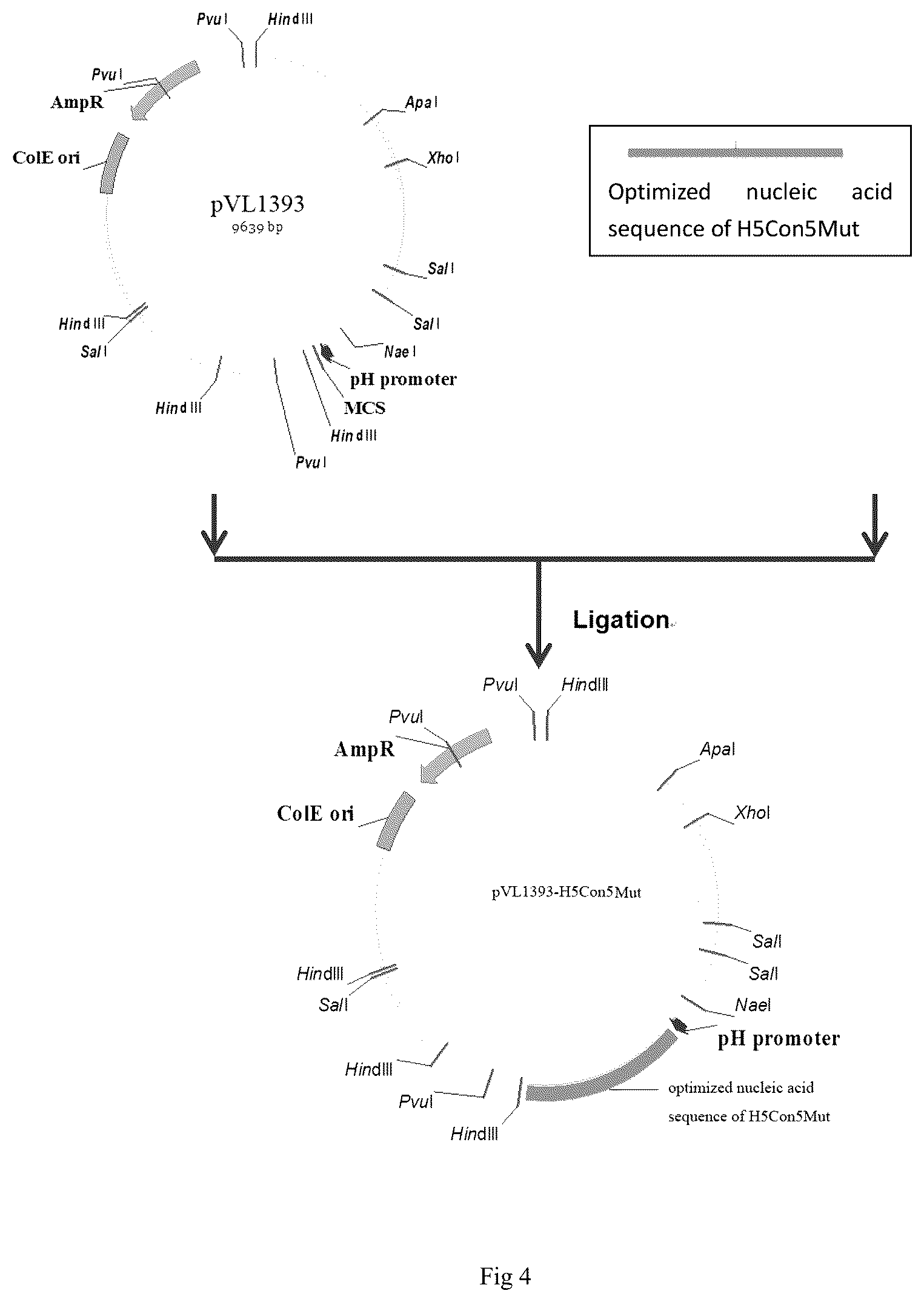 Patent US12098166 Figure 2 – Immunogenic composition against avian influenza virus H5 subtype