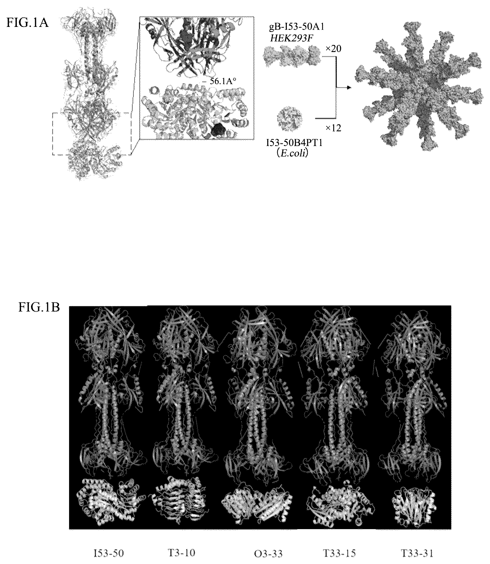 Patent US12098167 Figure 1 – Self-assembled nanoparticle containing gB protein of EB virus and preparation method and use thereof