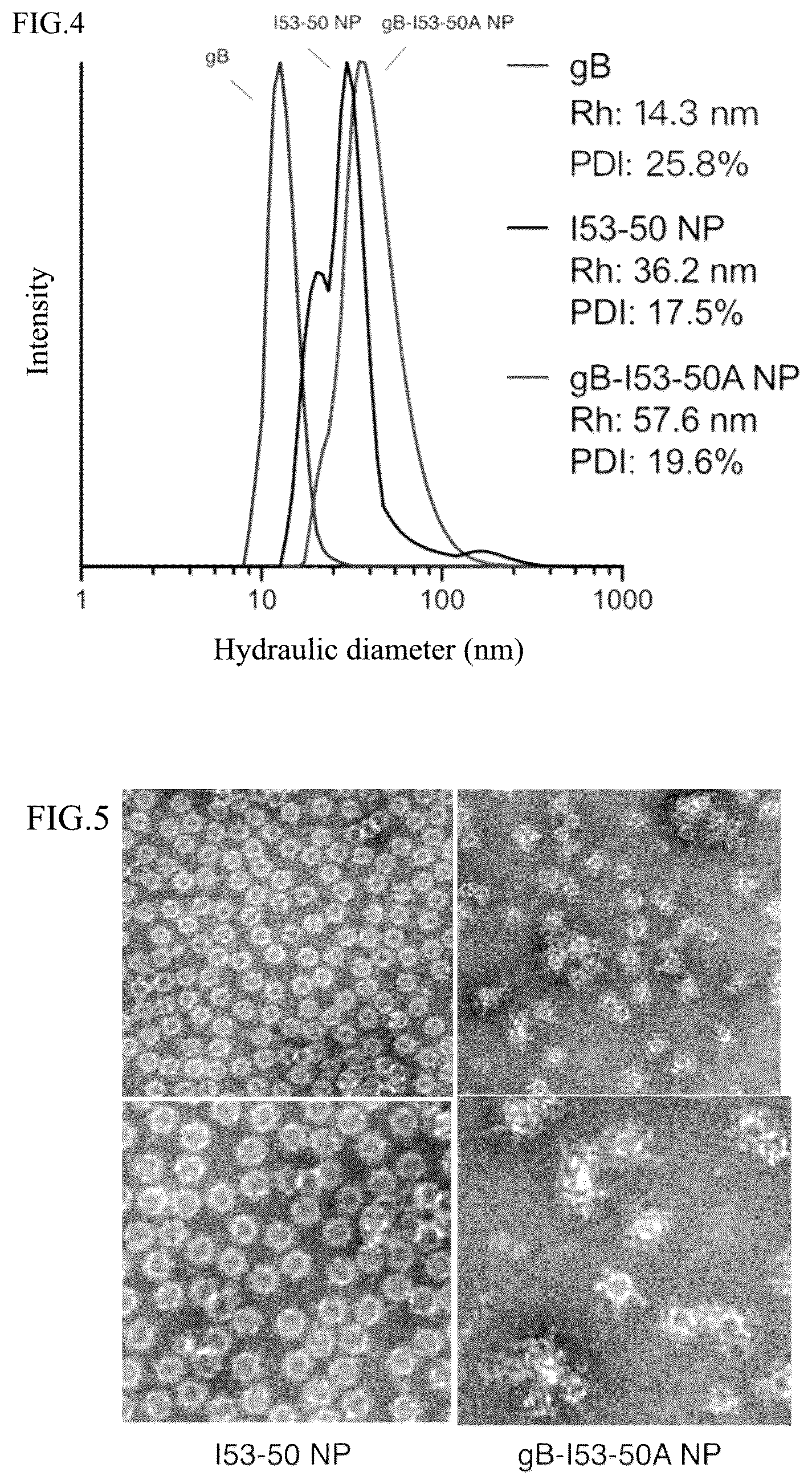 Patent US12098167 Figure 3 – Self-assembled nanoparticle containing gB protein of EB virus and preparation method and use thereof