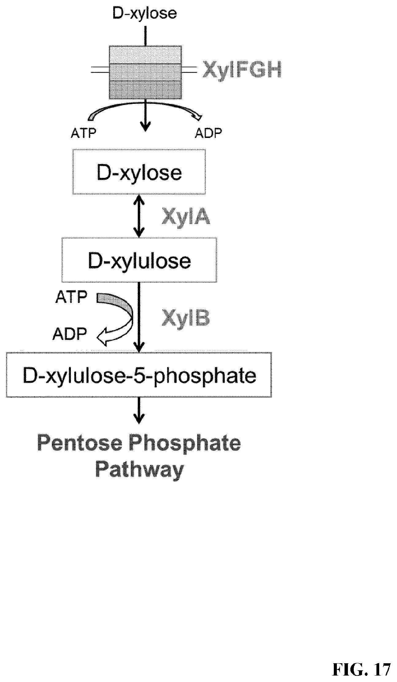 Patent US12098168 Figure 17 – XylR mutant for improved xylose utilization or improved co-utilization of glucose and xylose preliminary