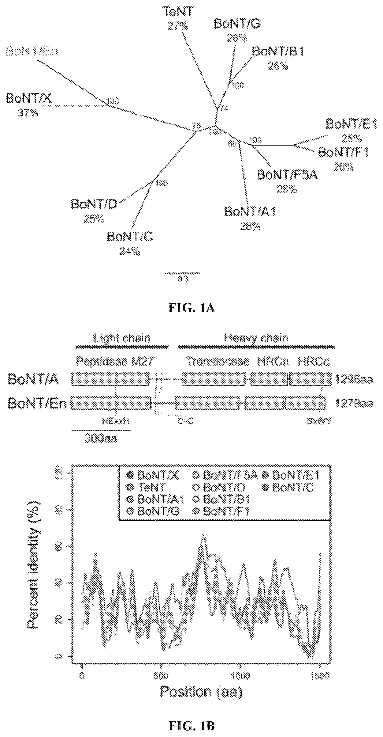 Patent US12098169 Figure 1 – Enterococcus faecium neurotoxin (BoNT/EN) and derivatives thereof