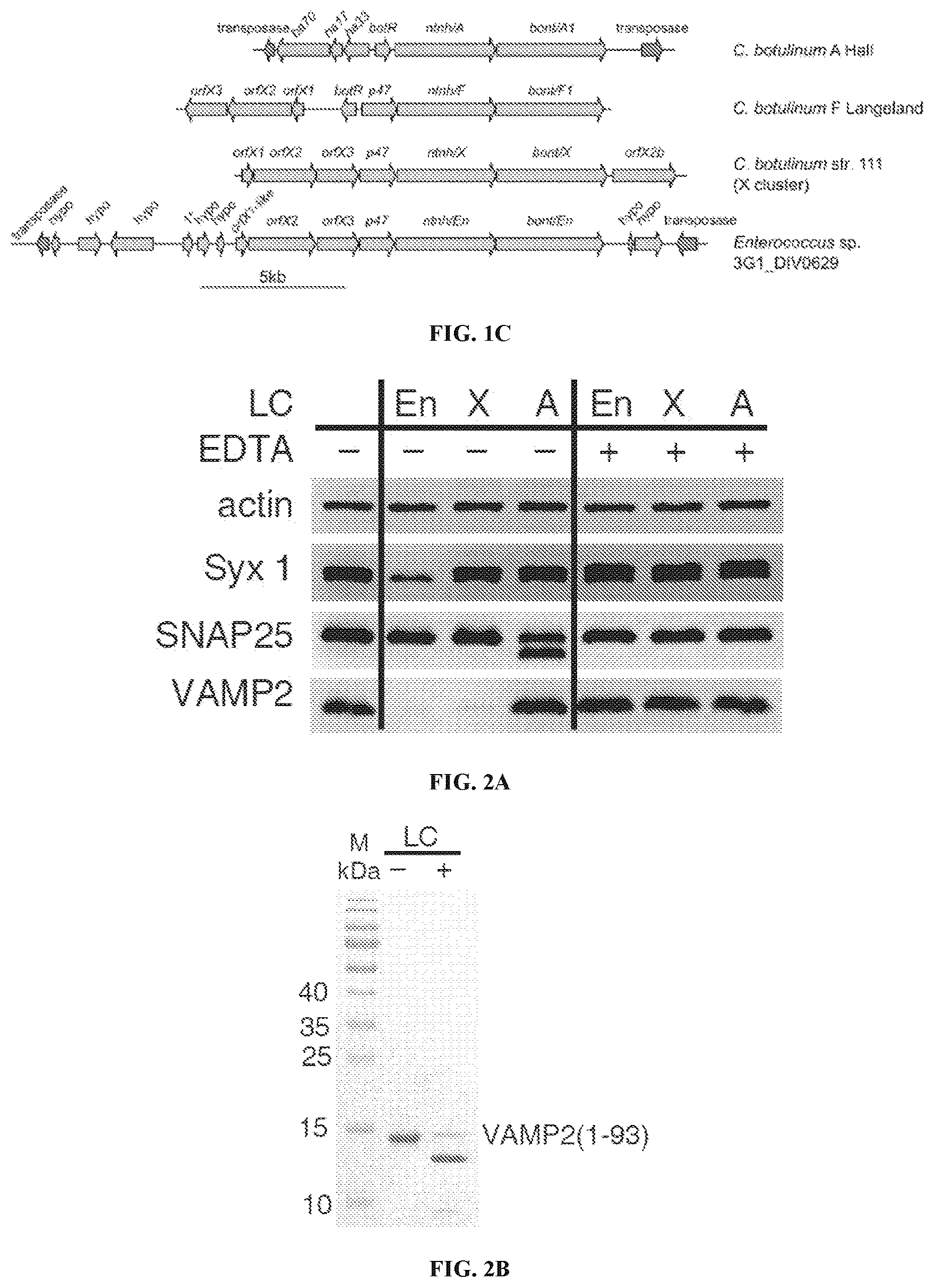 Patent US12098169 Figure 2 – Enterococcus faecium neurotoxin (BoNT/EN) and derivatives thereof