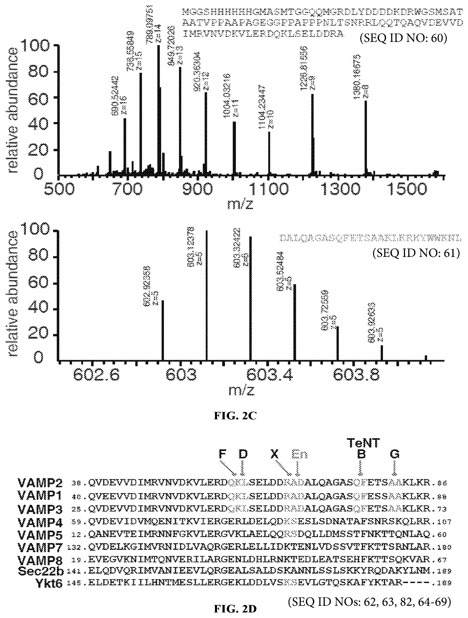 Patent US12098169 Figure 3 – Enterococcus faecium neurotoxin (BoNT/EN) and derivatives thereof