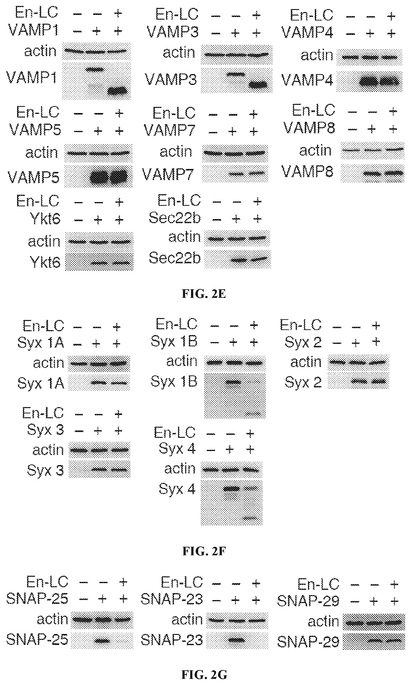 Patent US12098169 Figure 4 – Enterococcus faecium neurotoxin (BoNT/EN) and derivatives thereof