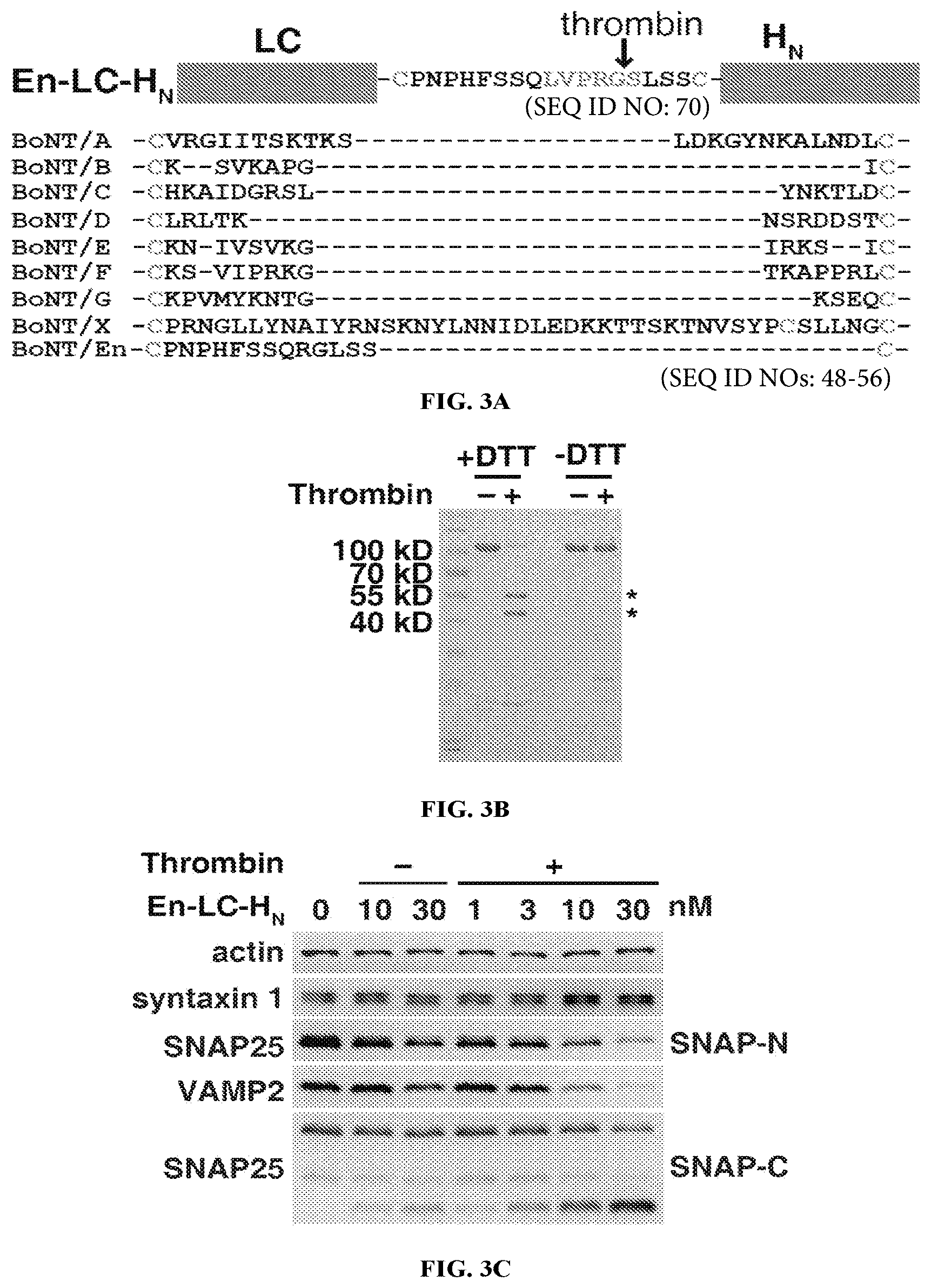 Patent US12098169 Figure 5 – Enterococcus faecium neurotoxin (BoNT/EN) and derivatives thereof