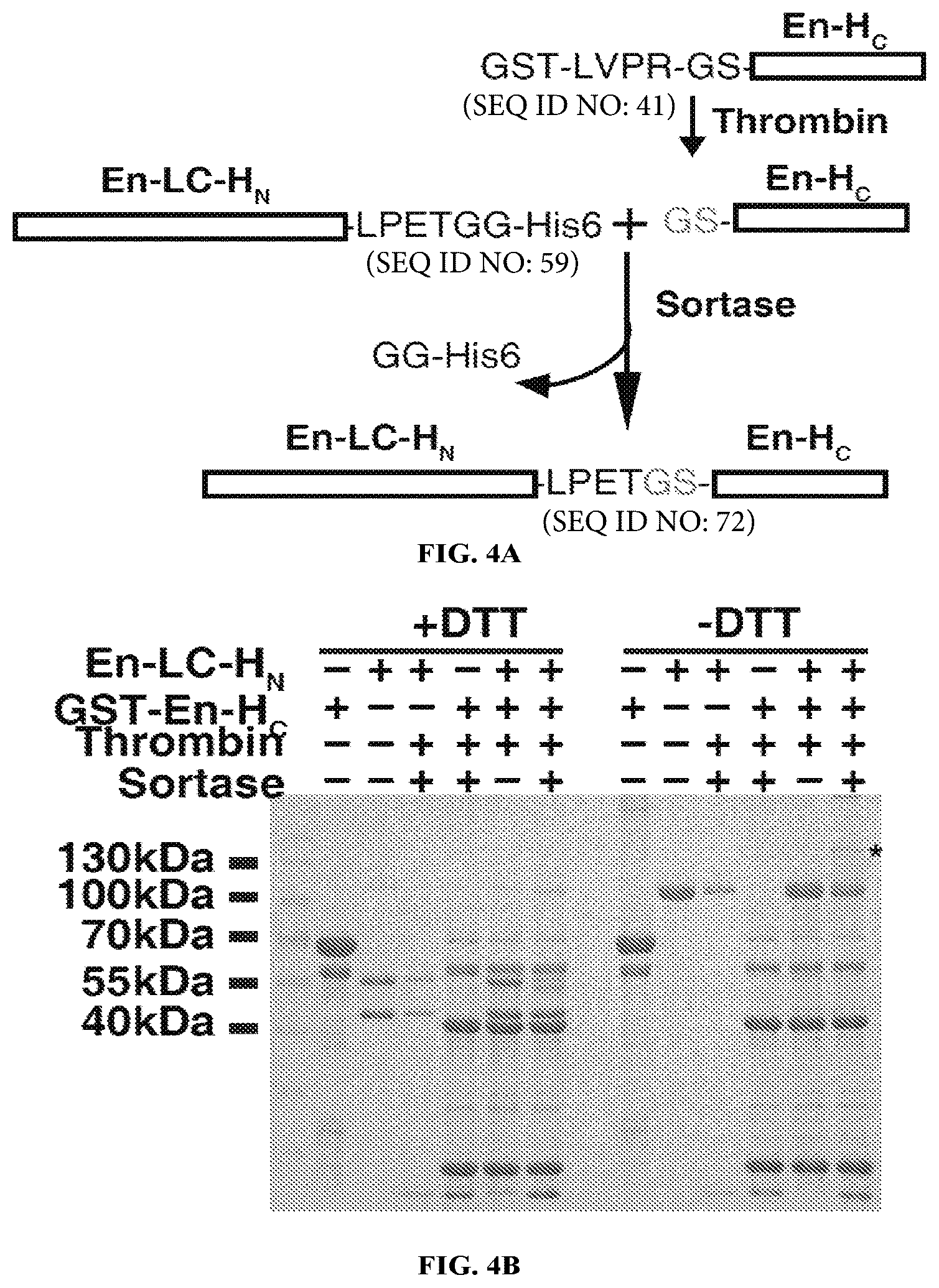 Patent US12098169 Figure 6 – Enterococcus faecium neurotoxin (BoNT/EN) and derivatives thereof