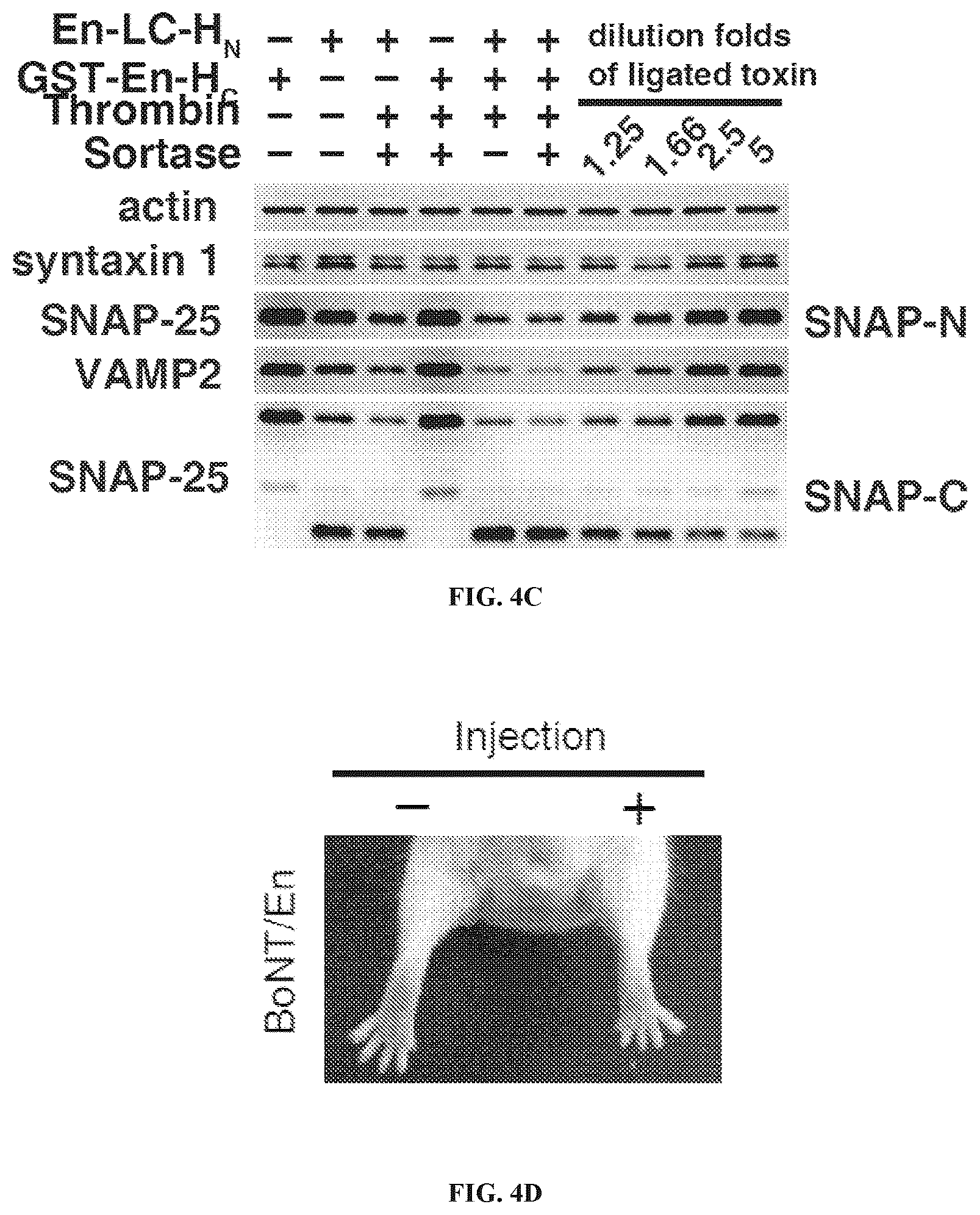 Patent US12098169 Figure 7 – Enterococcus faecium neurotoxin (BoNT/EN) and derivatives thereof
