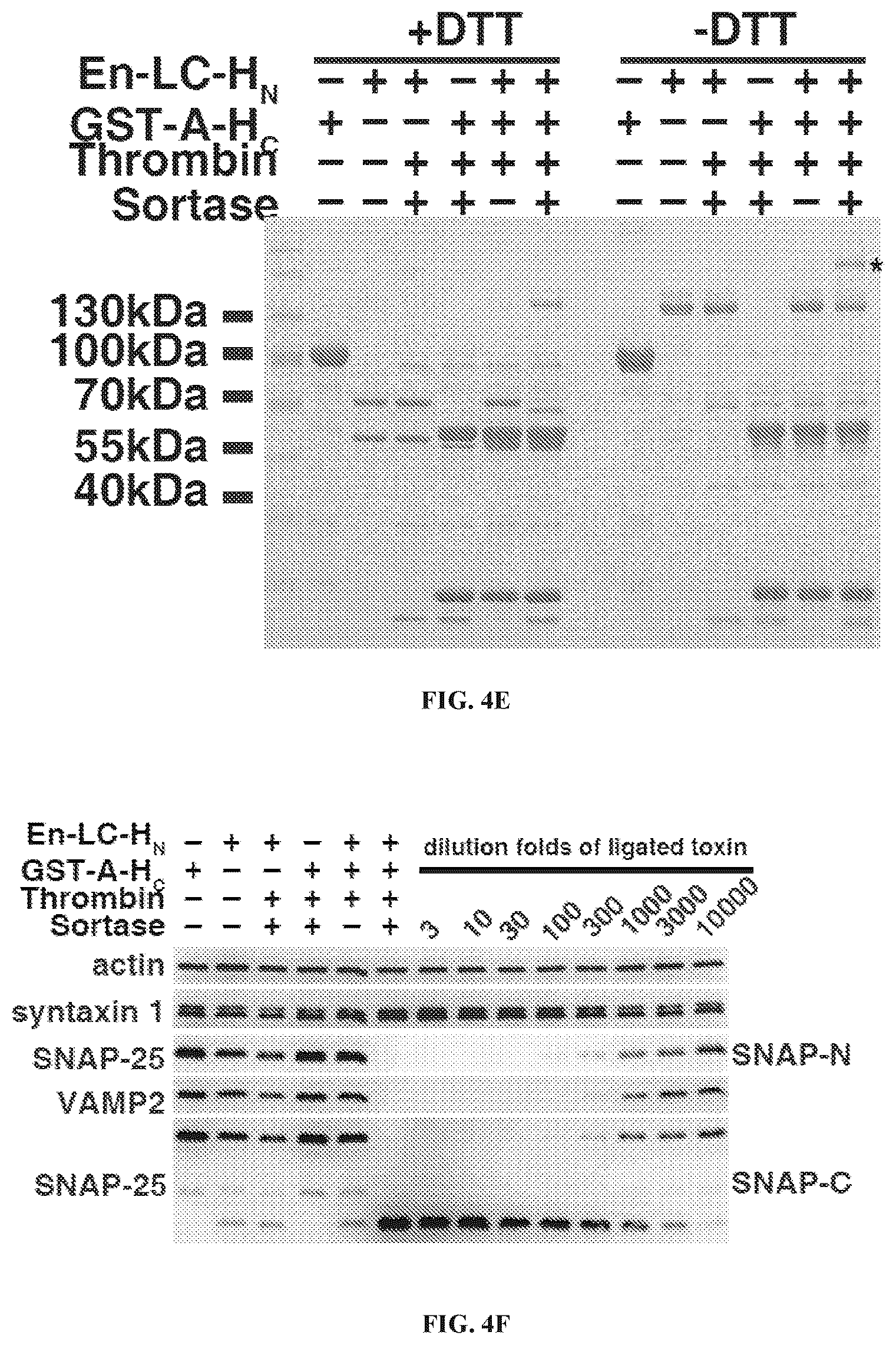 Patent US12098169 Figure 8 – Enterococcus faecium neurotoxin (BoNT/EN) and derivatives thereof