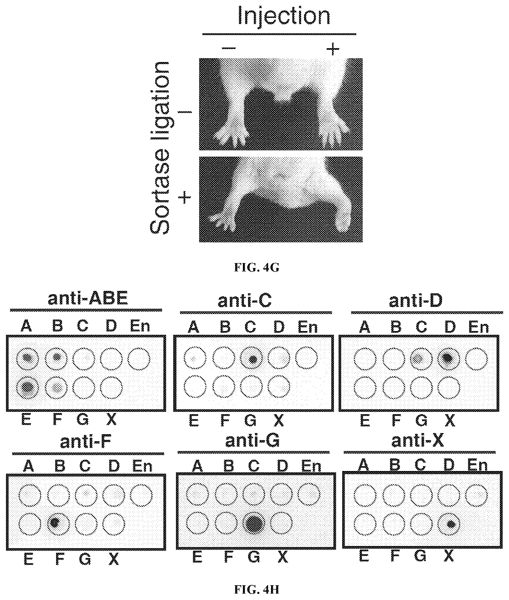 Patent US12098169 Figure 9 – Enterococcus faecium neurotoxin (BoNT/EN) and derivatives thereof