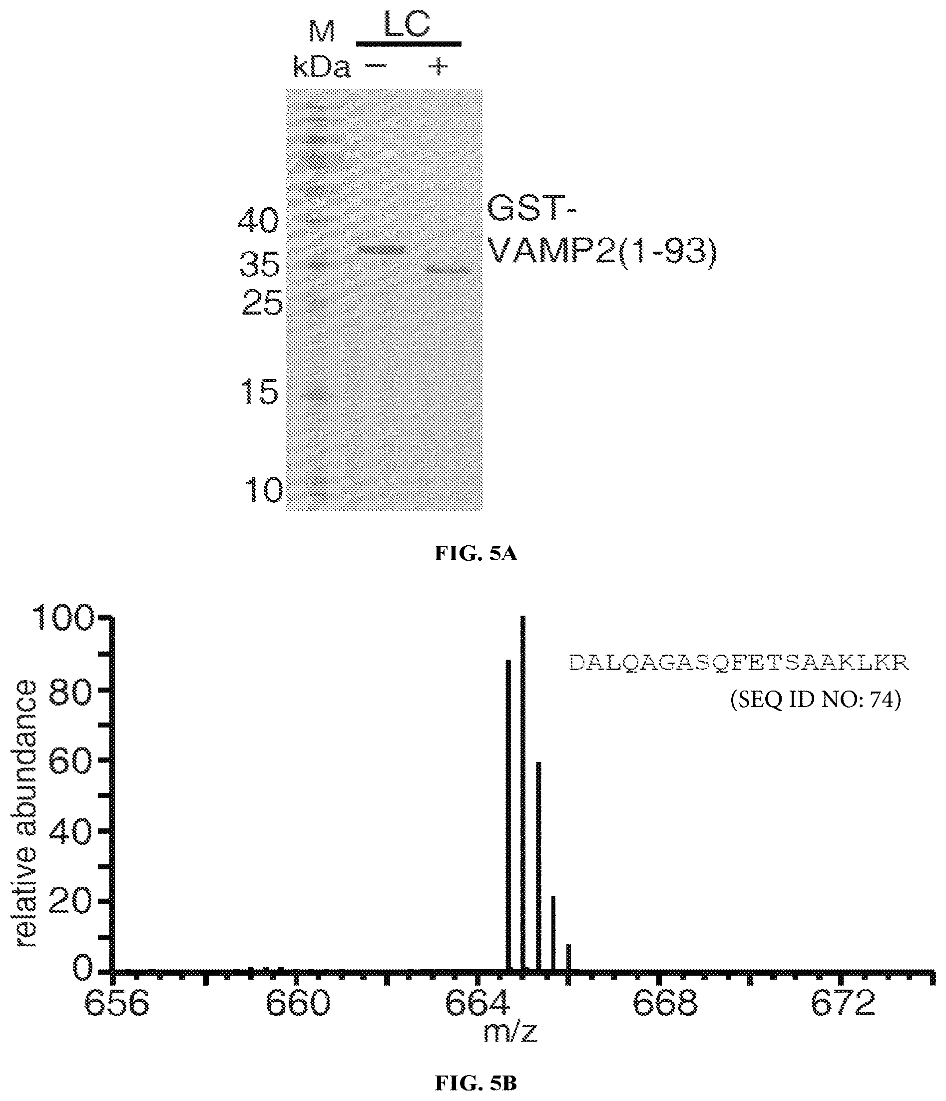 Patent US12098169 Figure 10 – Enterococcus faecium neurotoxin (BoNT/EN) and derivatives thereof