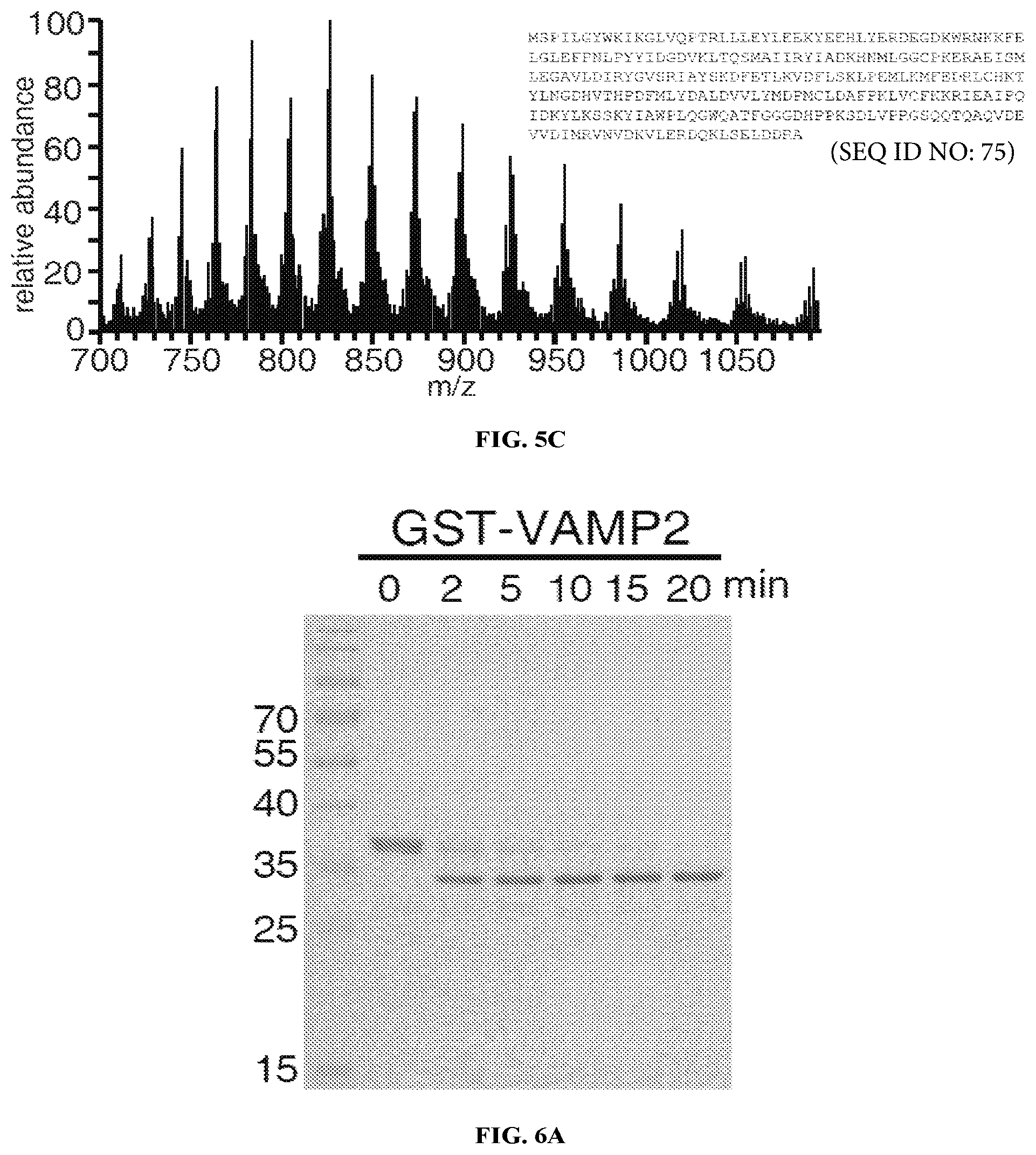 Patent US12098169 Figure 11 – Enterococcus faecium neurotoxin (BoNT/EN) and derivatives thereof