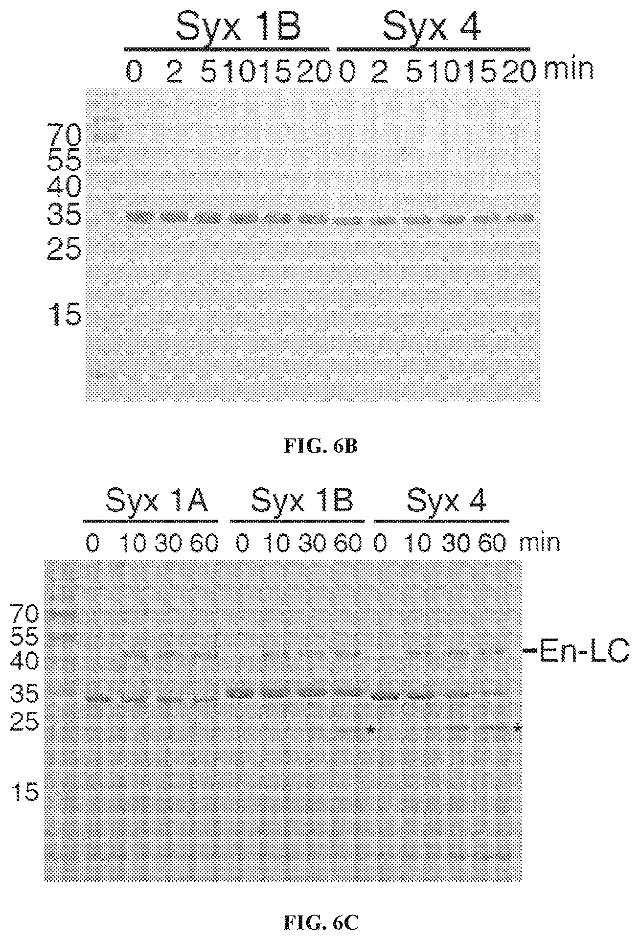 Patent US12098169 Figure 12 – Enterococcus faecium neurotoxin (BoNT/EN) and derivatives thereof