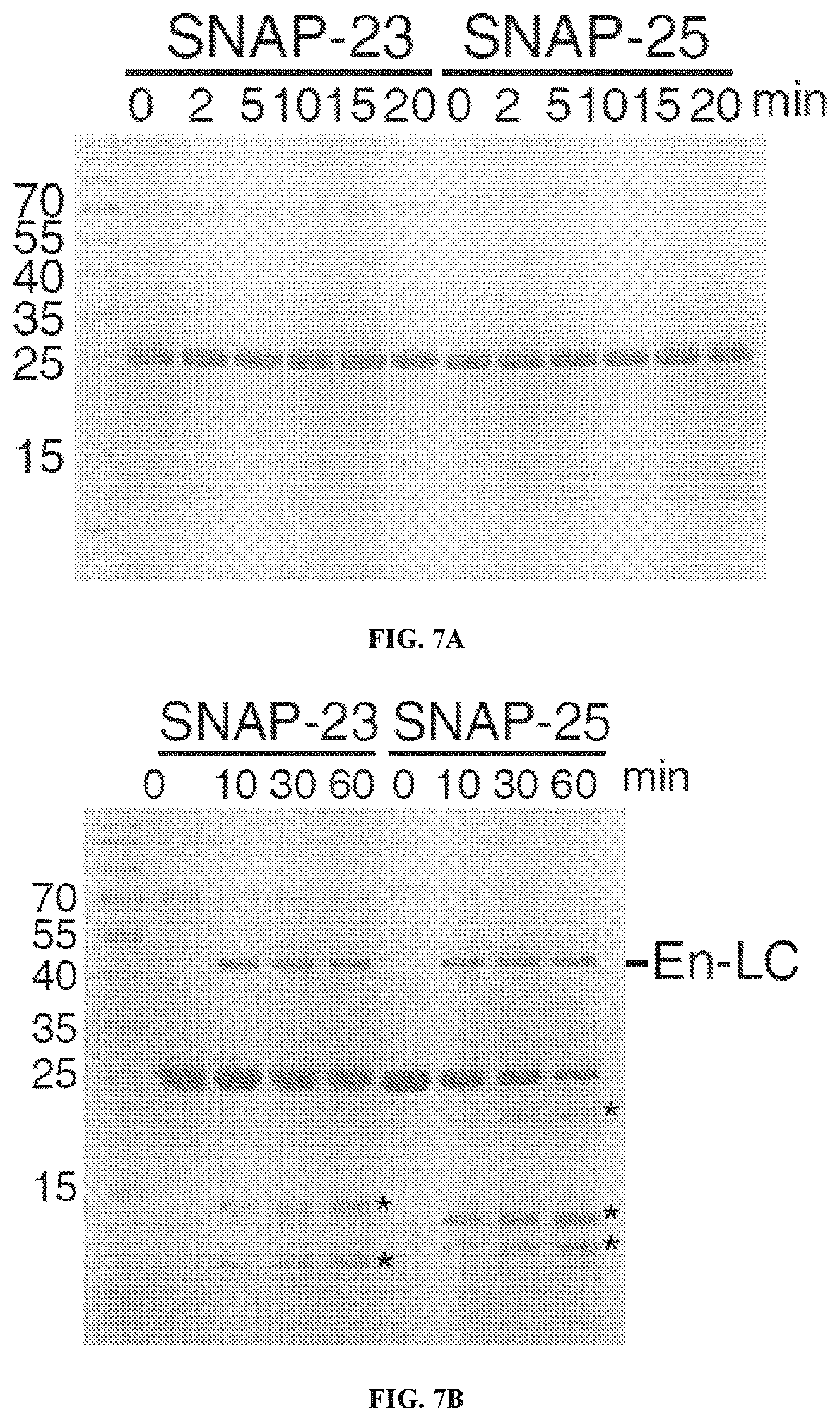 Patent US12098169 Figure 15 – Enterococcus faecium neurotoxin (BoNT/EN) and derivatives thereof