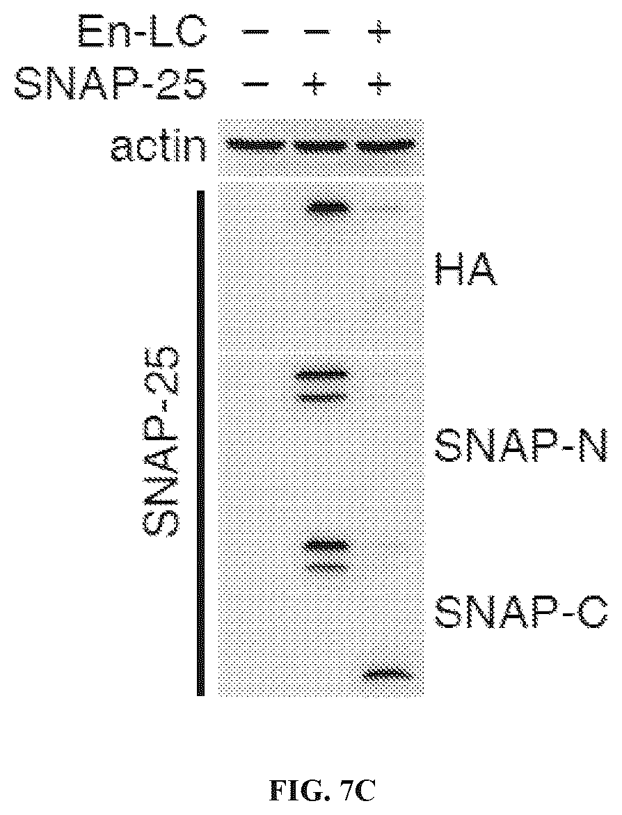 Patent US12098169 Figure 16 – Enterococcus faecium neurotoxin (BoNT/EN) and derivatives thereof