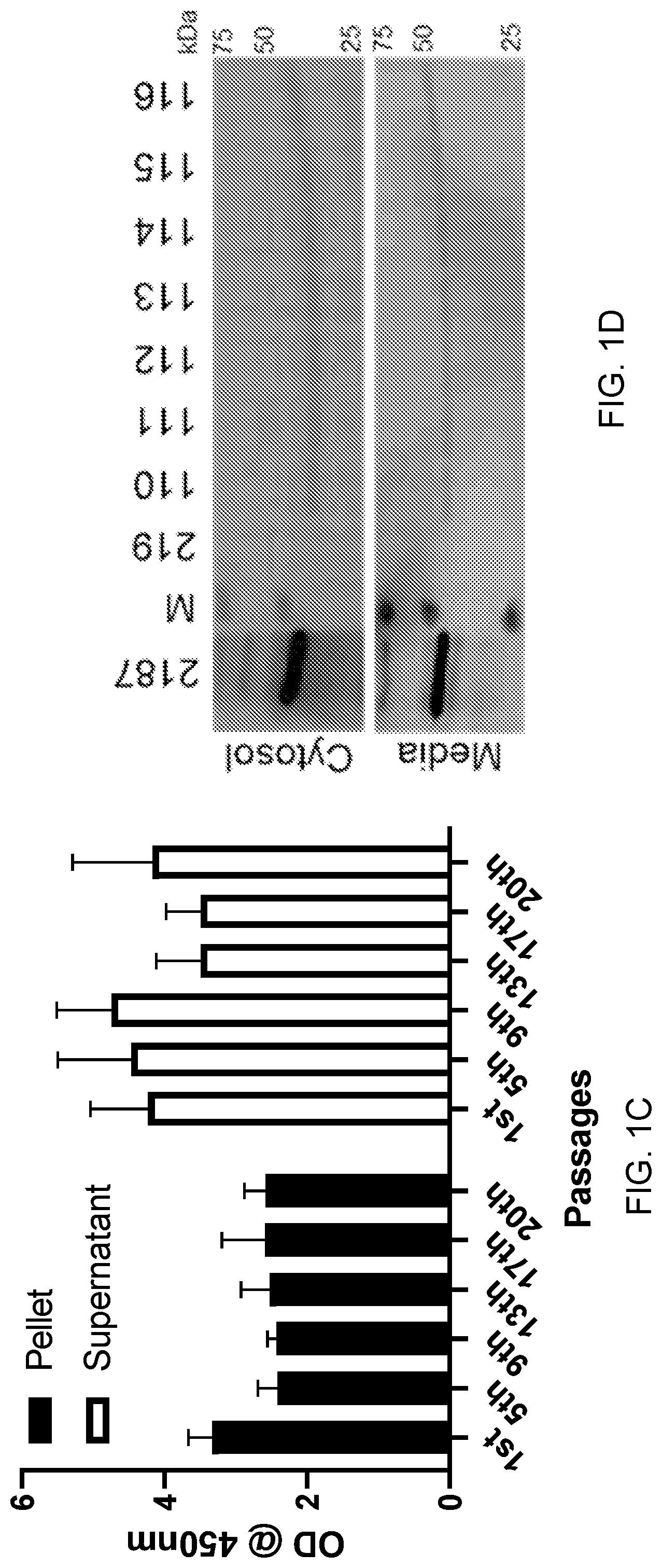 Patent US12098170 Figure 2 – Surface layer protein a (SlpA) as a therapeutic agent for the treatment of inflammatory diseases