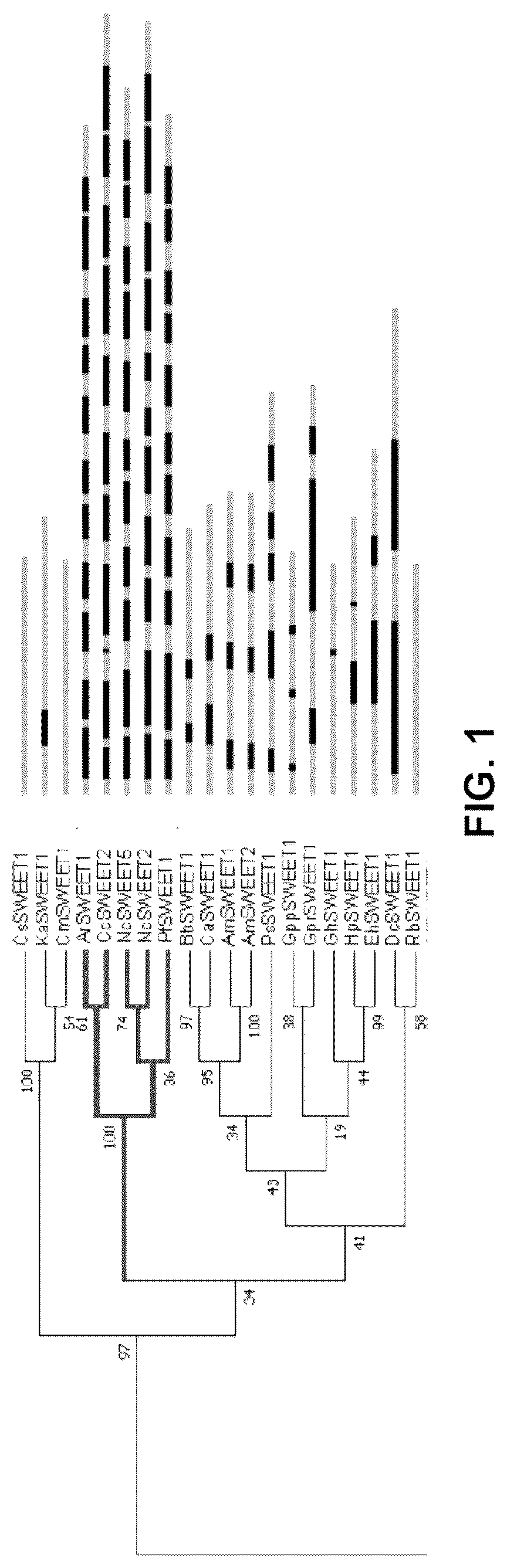 Patent US12098171 Figure 1 – Hybrid sugar transporters with altered sugar transport activity and uses thereof