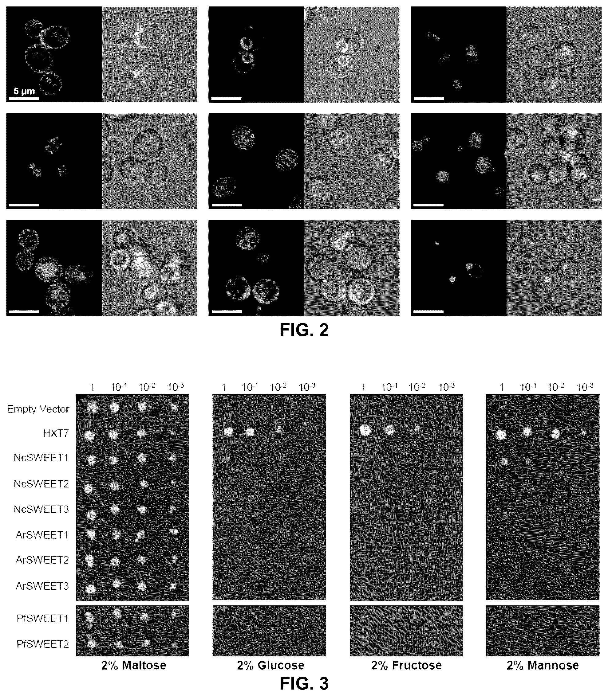Patent US12098171 Figure 3 – Hybrid sugar transporters with altered sugar transport activity and uses thereof