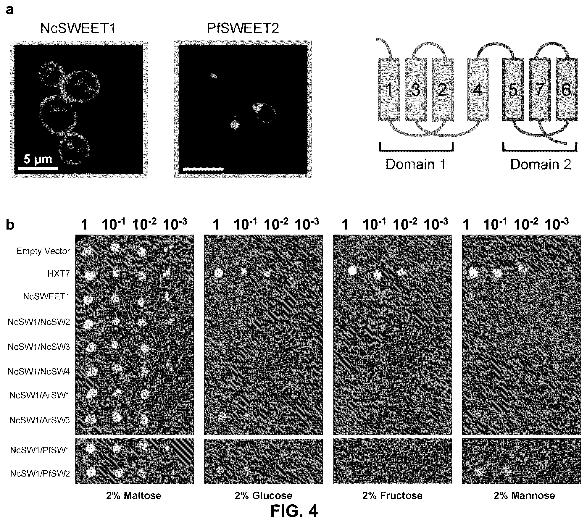 Patent US12098171 Figure 4 – Hybrid sugar transporters with altered sugar transport activity and uses thereof
