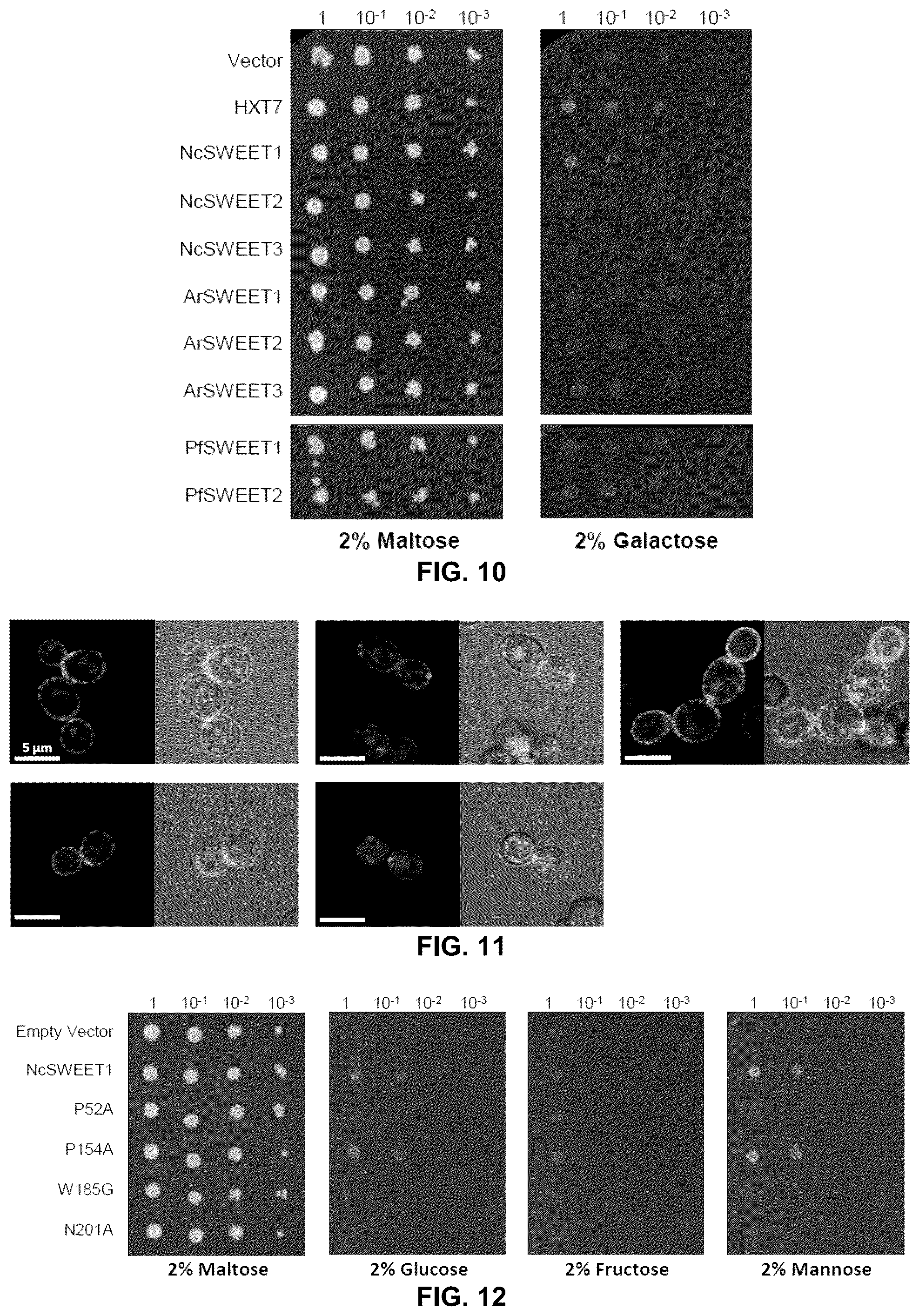 Patent US12098171 Figure 12 – Hybrid sugar transporters with altered sugar transport activity and uses thereof