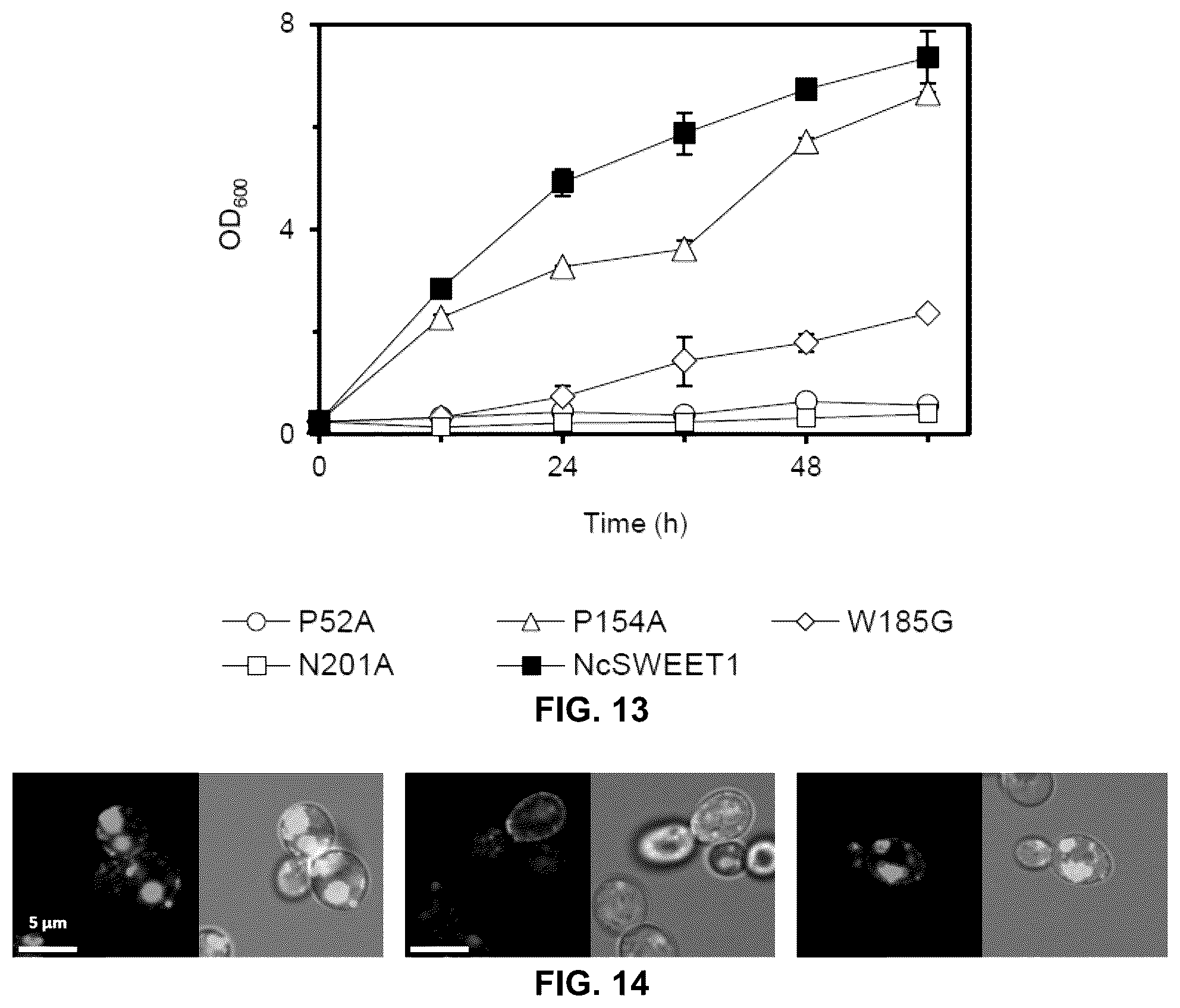 Patent US12098171 Figure 13 – Hybrid sugar transporters with altered sugar transport activity and uses thereof