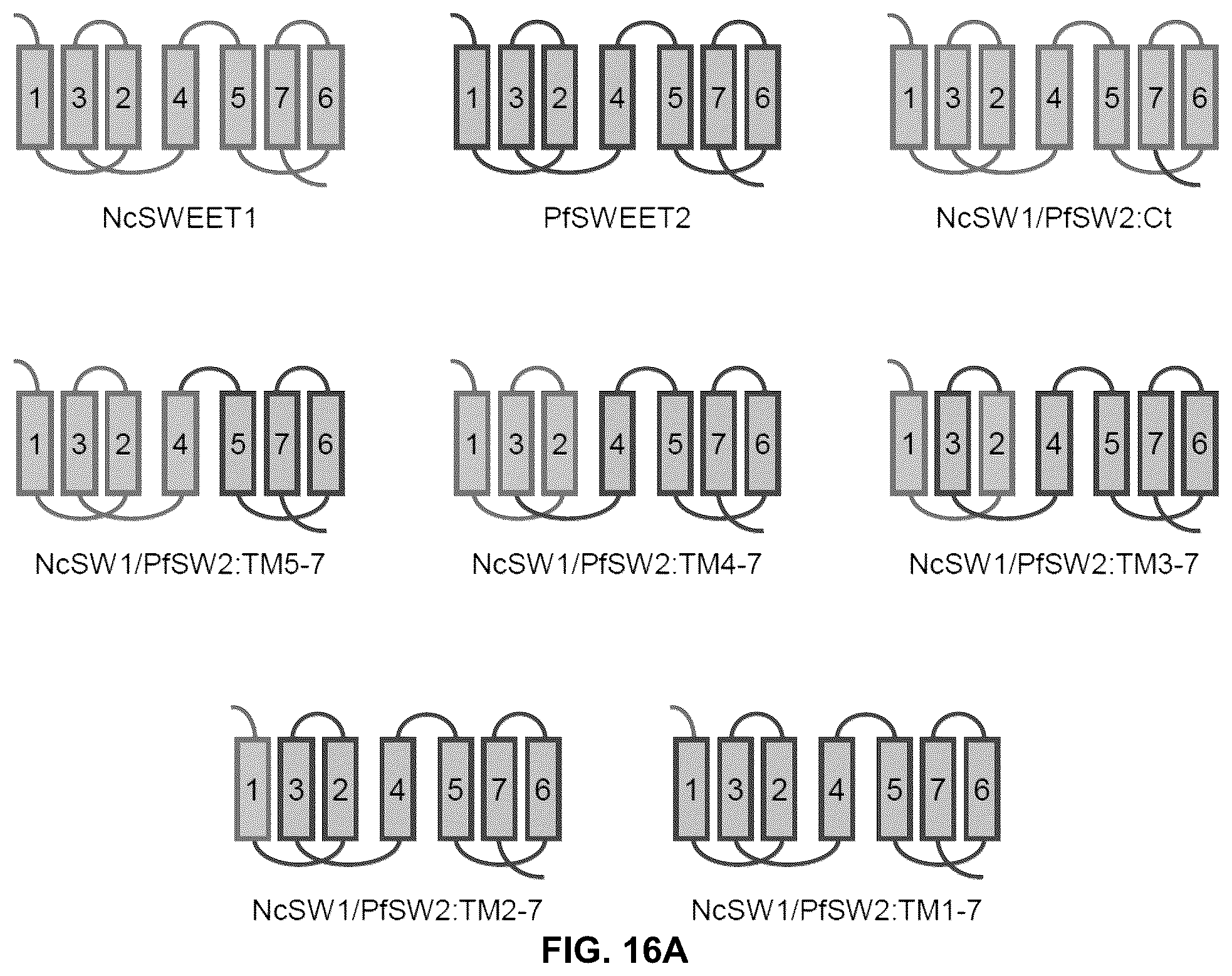 Patent US12098171 Figure 15 – Hybrid sugar transporters with altered sugar transport activity and uses thereof