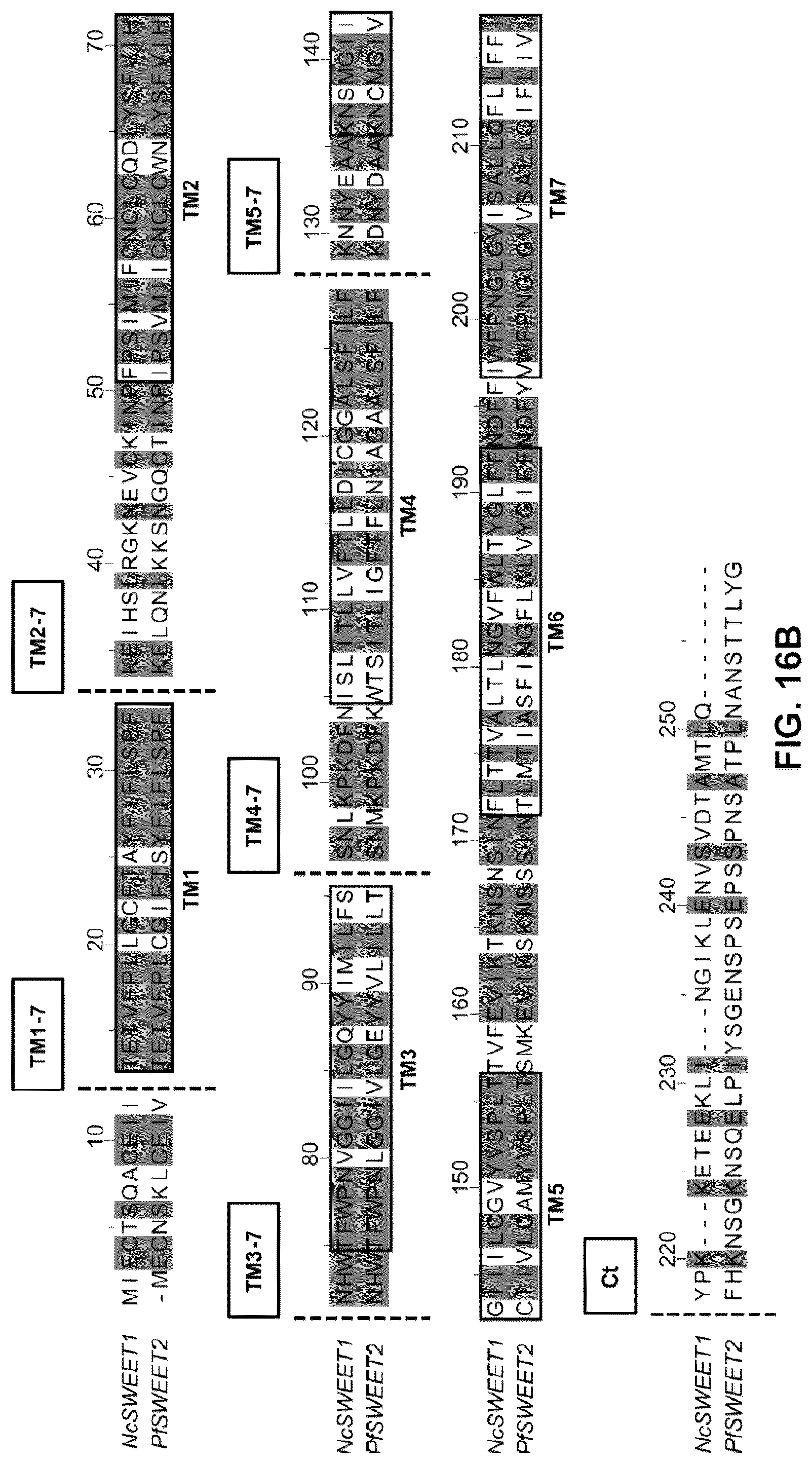 Patent US12098171 Figure 16 – Hybrid sugar transporters with altered sugar transport activity and uses thereof