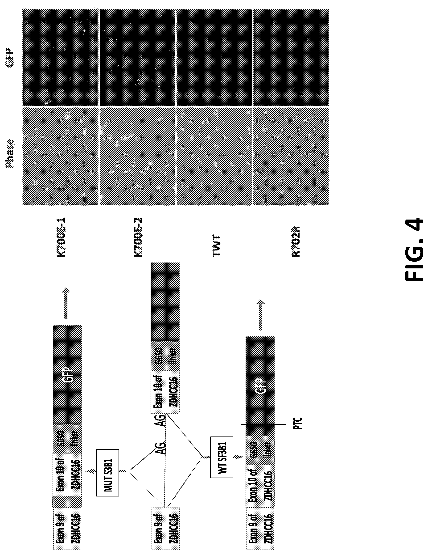 Patent US12098172 Figure 4 – Compositions and methods for targeting MASAs to treat cancers with spliceosome mutations