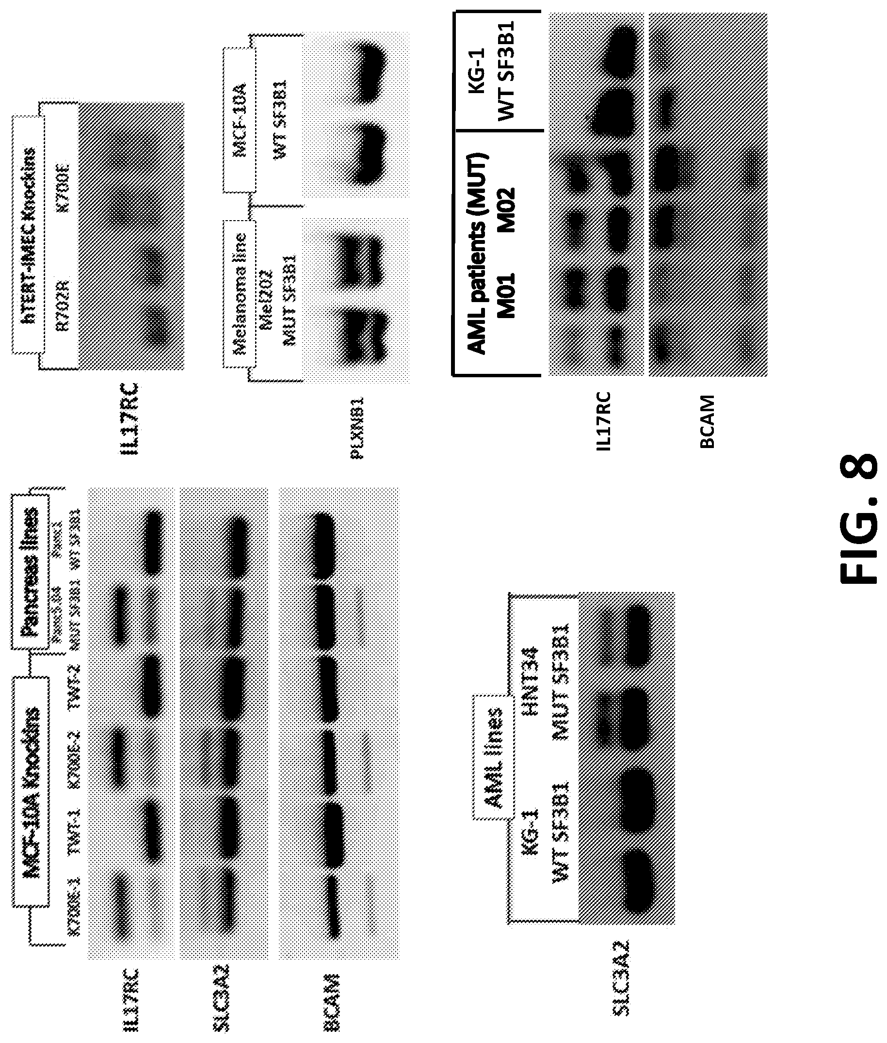 Patent US12098172 Figure 9 – Compositions and methods for targeting MASAs to treat cancers with spliceosome mutations