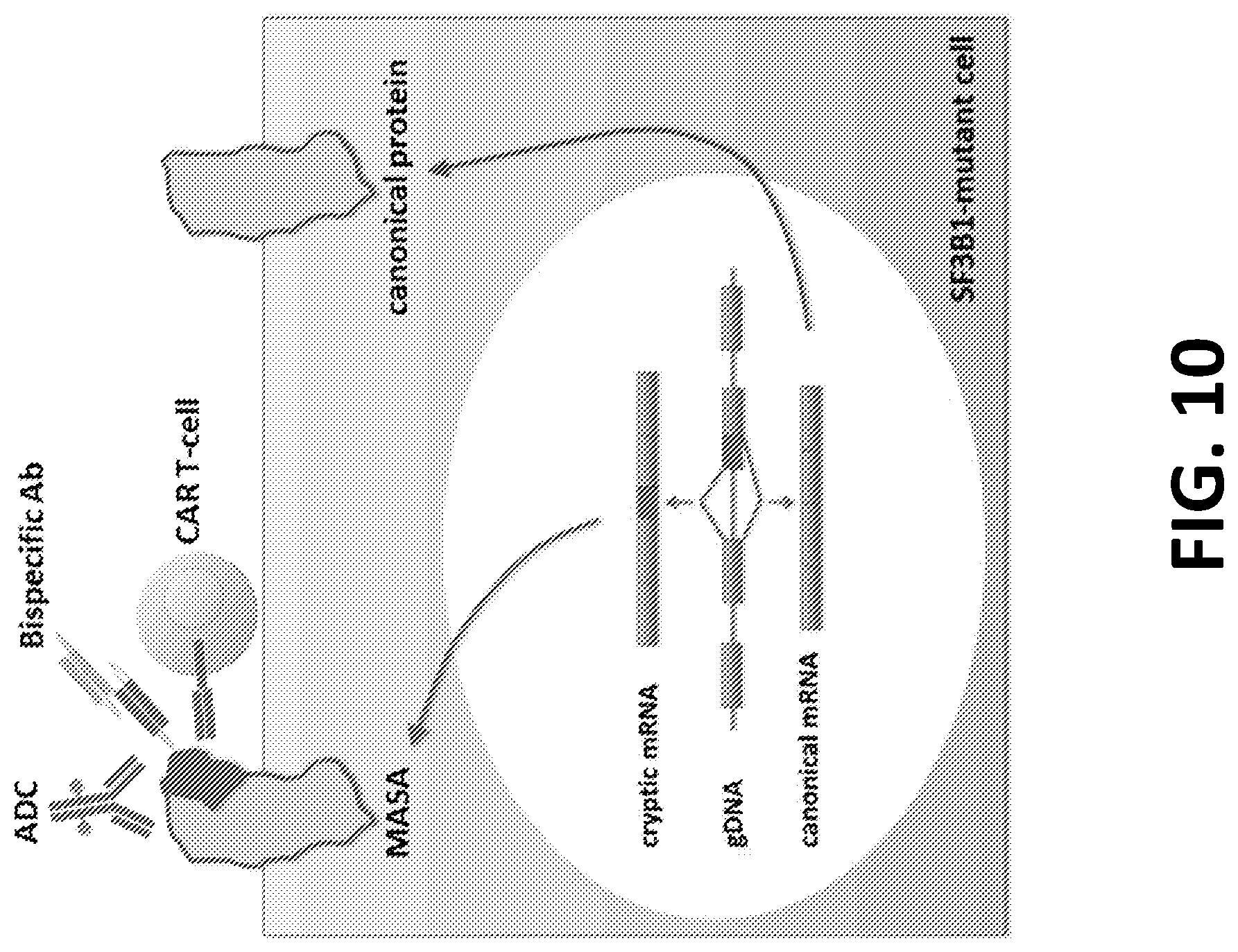 Patent US12098172 Figure 11 – Compositions and methods for targeting MASAs to treat cancers with spliceosome mutations