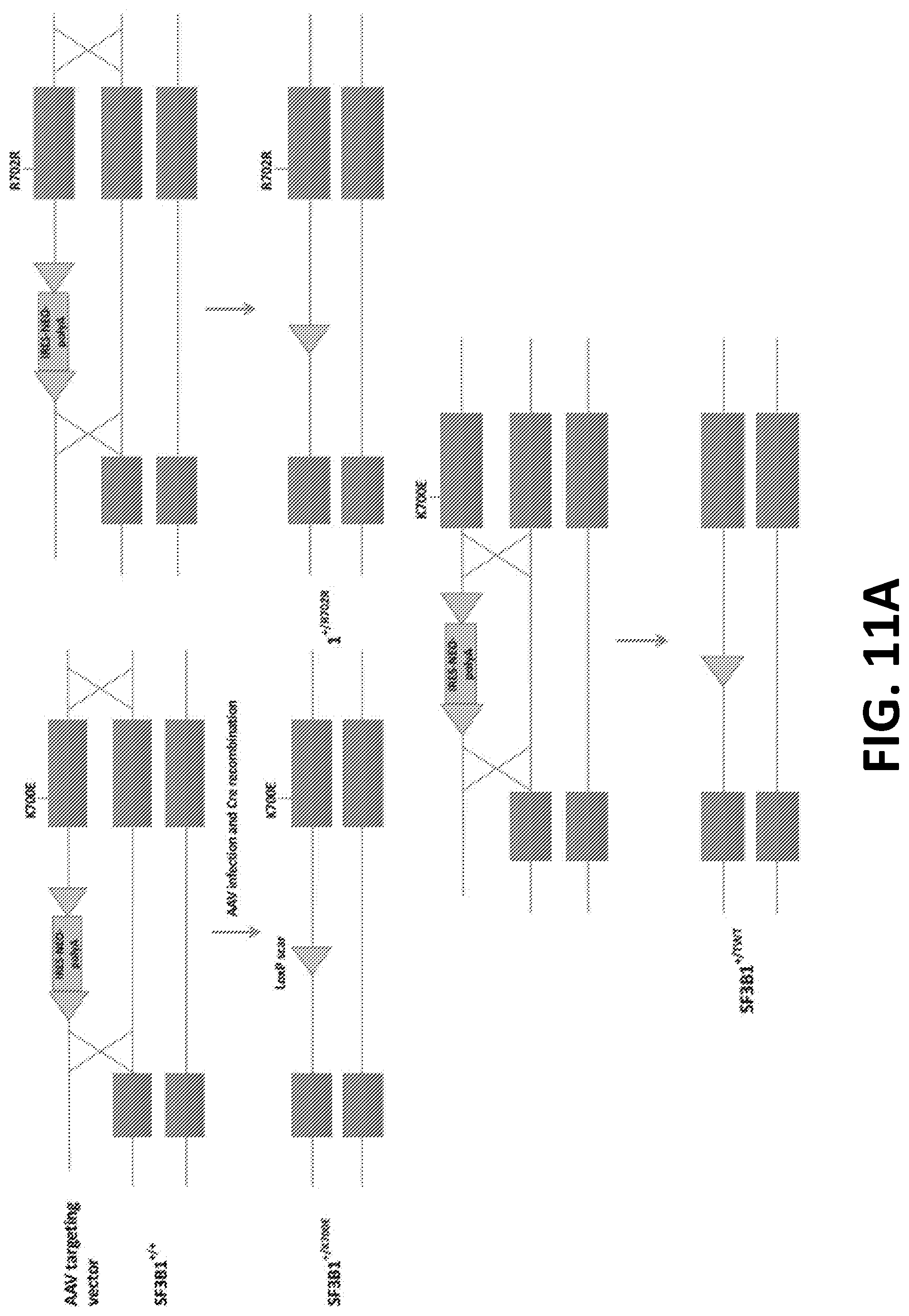 Patent US12098172 Figure 12 – Compositions and methods for targeting MASAs to treat cancers with spliceosome mutations