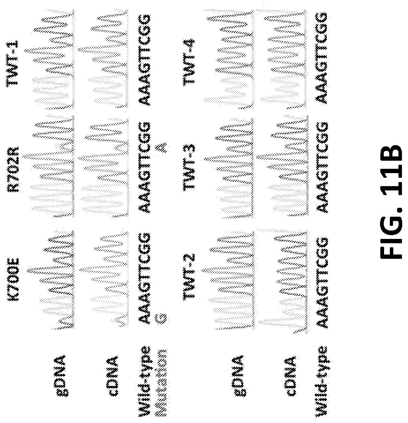 Patent US12098172 Figure 13 – Compositions and methods for targeting MASAs to treat cancers with spliceosome mutations