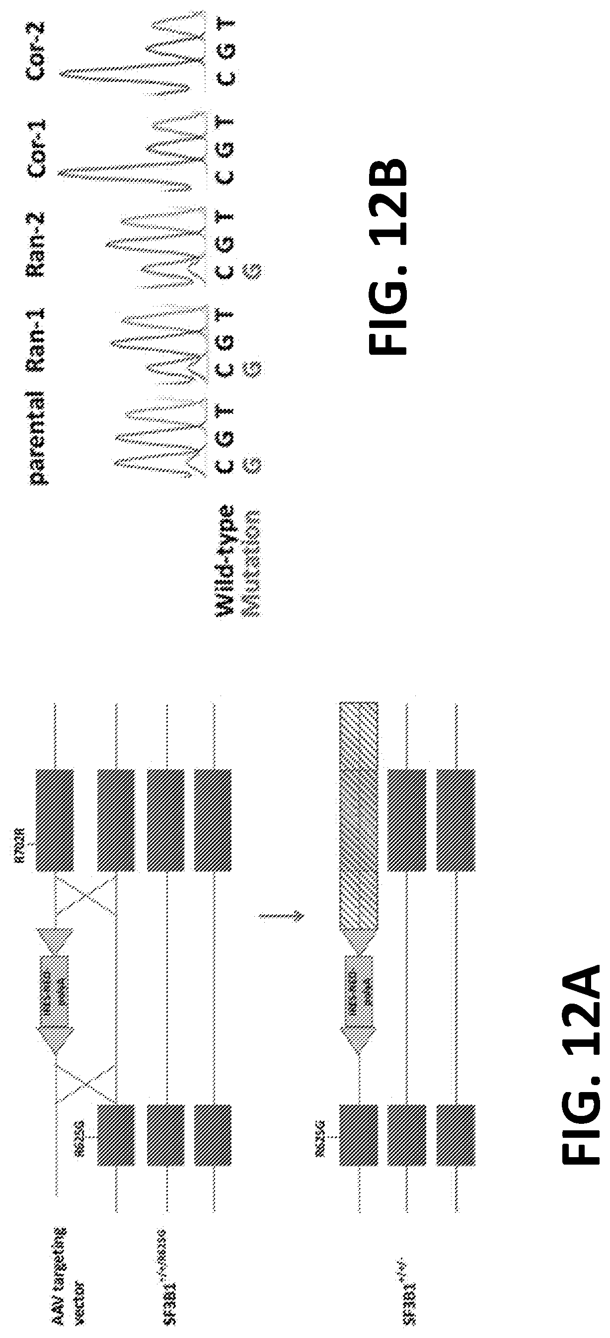 Patent US12098172 Figure 14 – Compositions and methods for targeting MASAs to treat cancers with spliceosome mutations