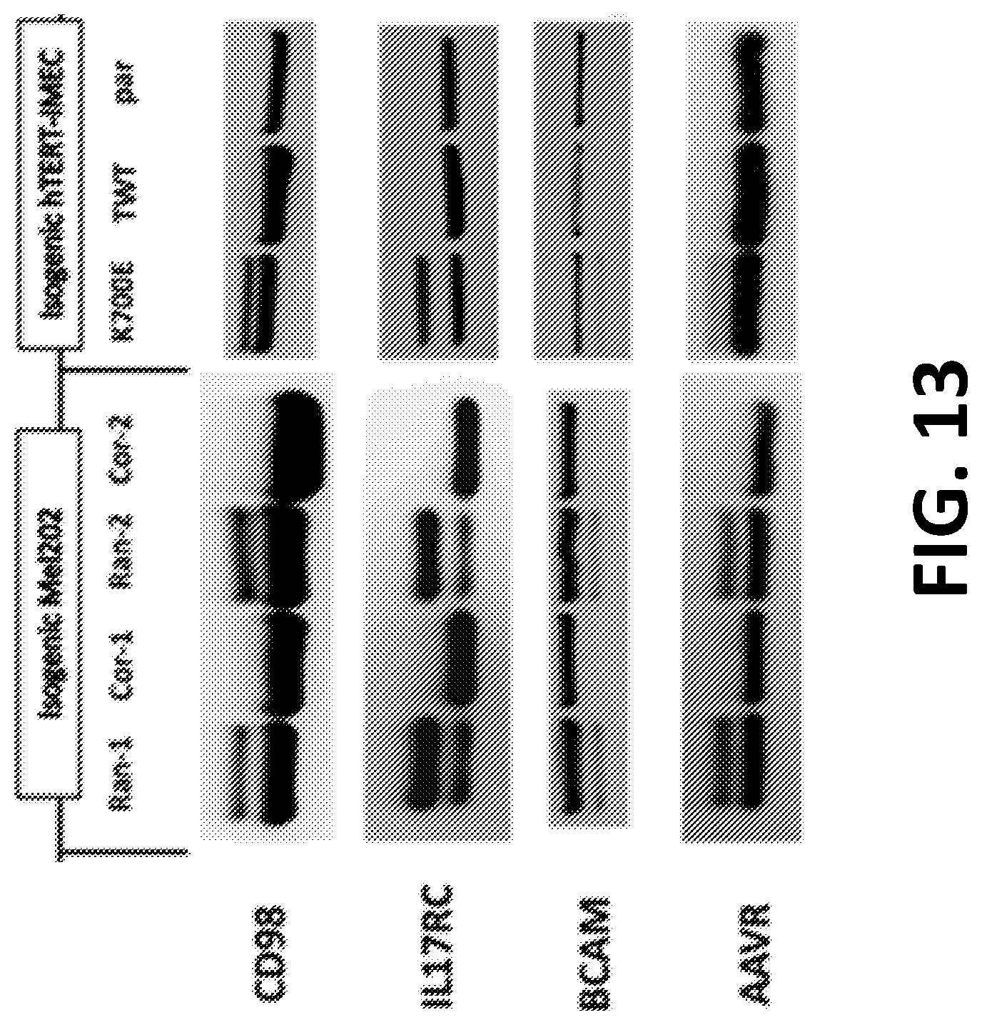 Patent US12098172 Figure 15 – Compositions and methods for targeting MASAs to treat cancers with spliceosome mutations