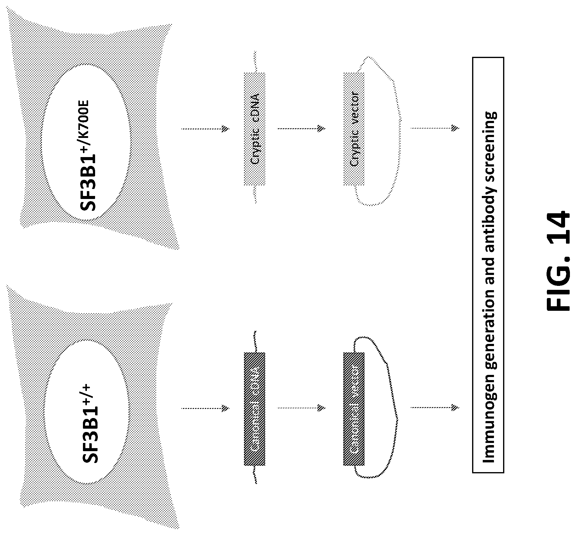 Patent US12098172 Figure 16 – Compositions and methods for targeting MASAs to treat cancers with spliceosome mutations