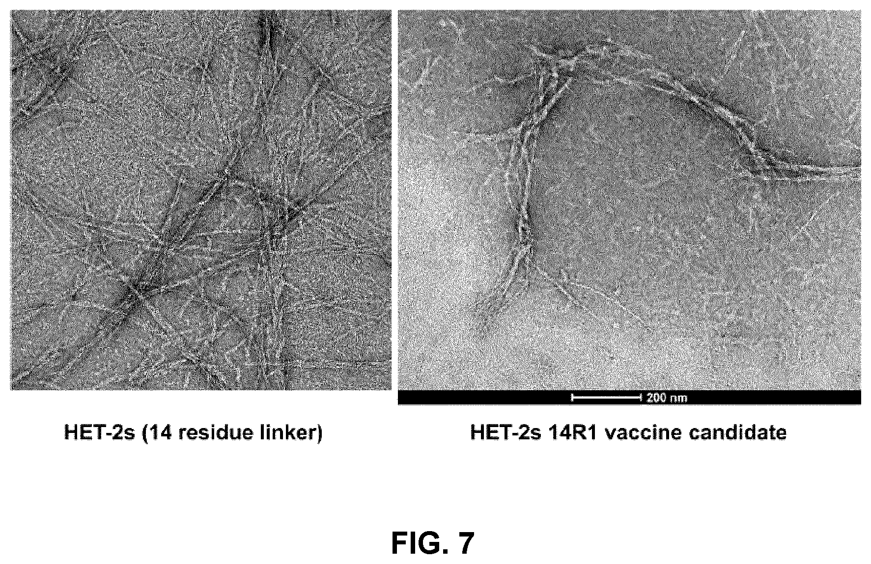 Patent US12098173 Figure 7 – Innocuous, structured scaffolds for structure-based amyloid disease vaccines and antigens