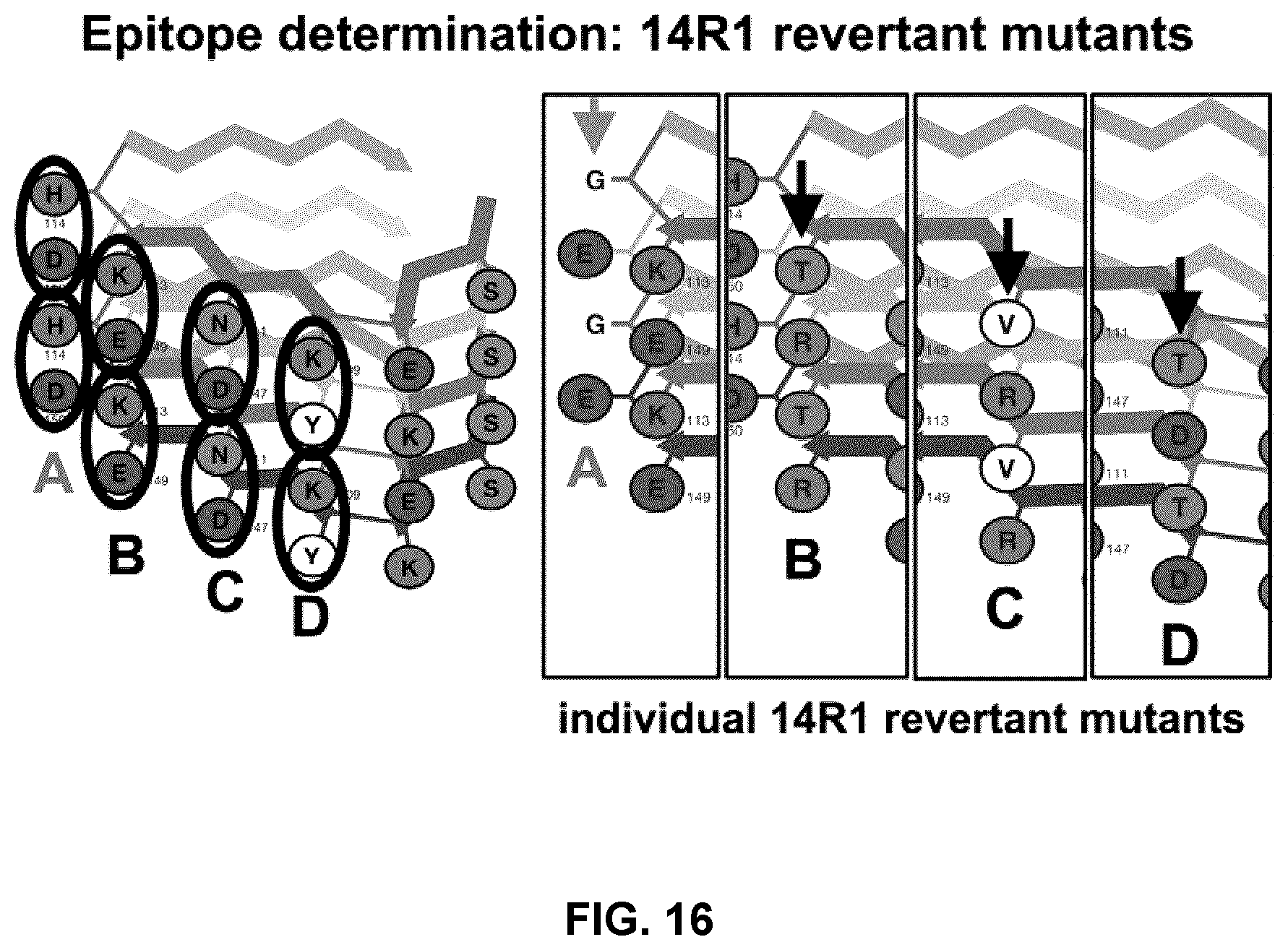 Patent US12098173 Figure 16 – Innocuous, structured scaffolds for structure-based amyloid disease vaccines and antigens