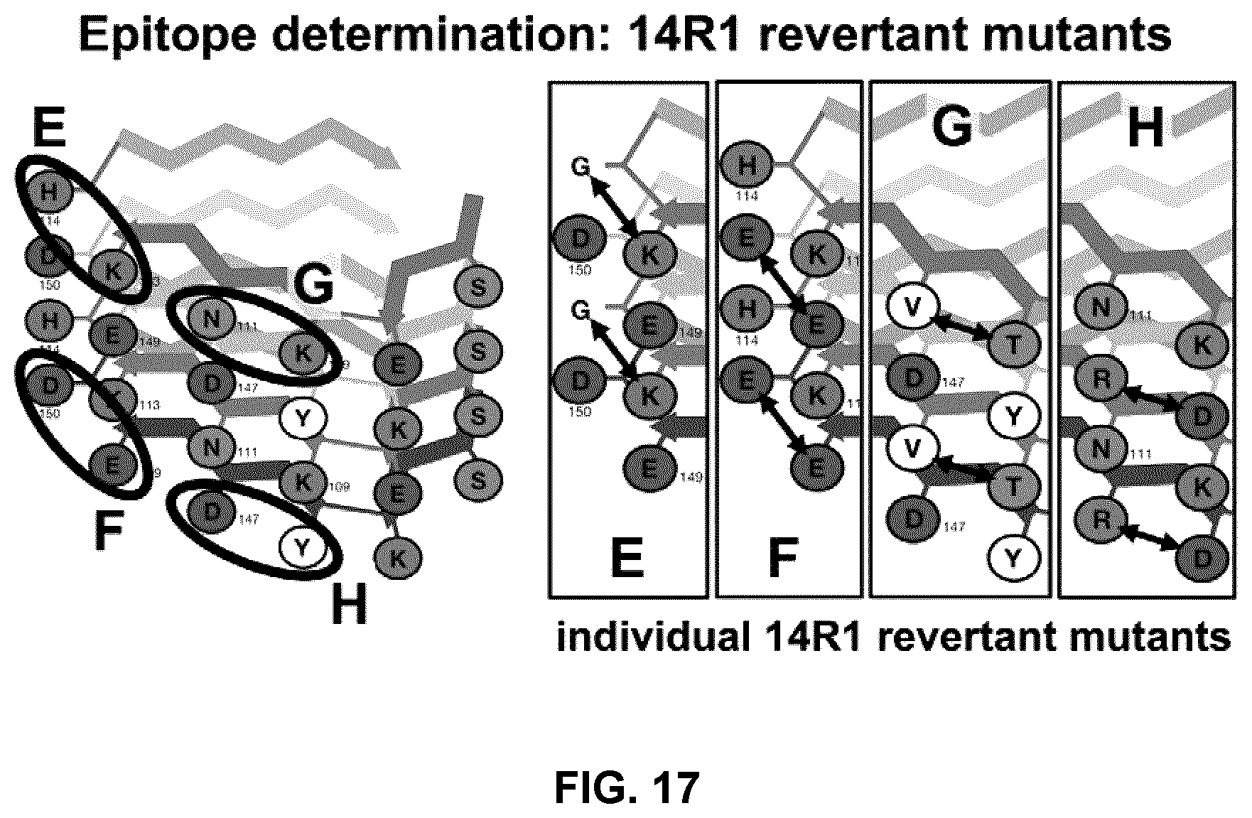 Patent US12098173 Figure 17 – Innocuous, structured scaffolds for structure-based amyloid disease vaccines and antigens