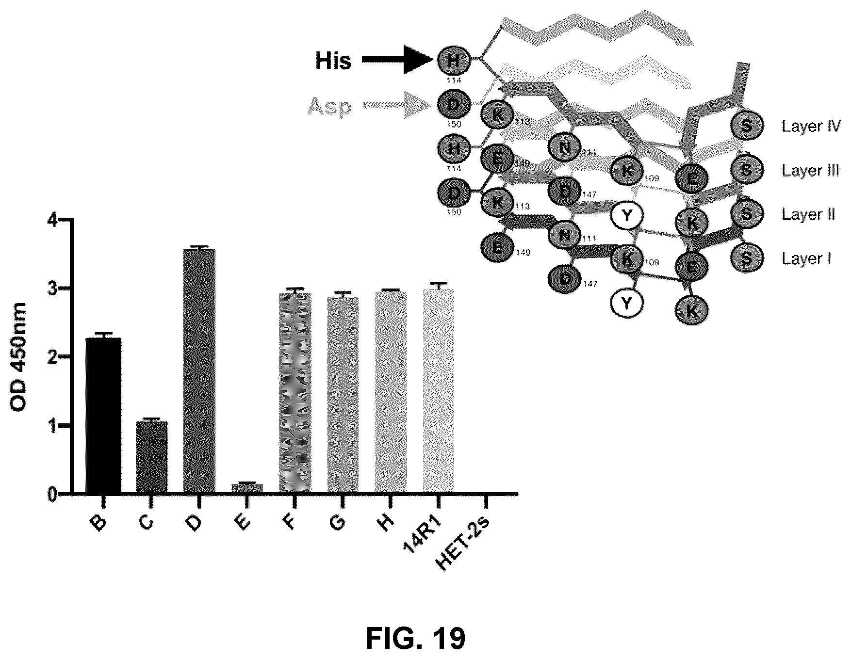 Patent US12098173 Figure 19 – Innocuous, structured scaffolds for structure-based amyloid disease vaccines and antigens