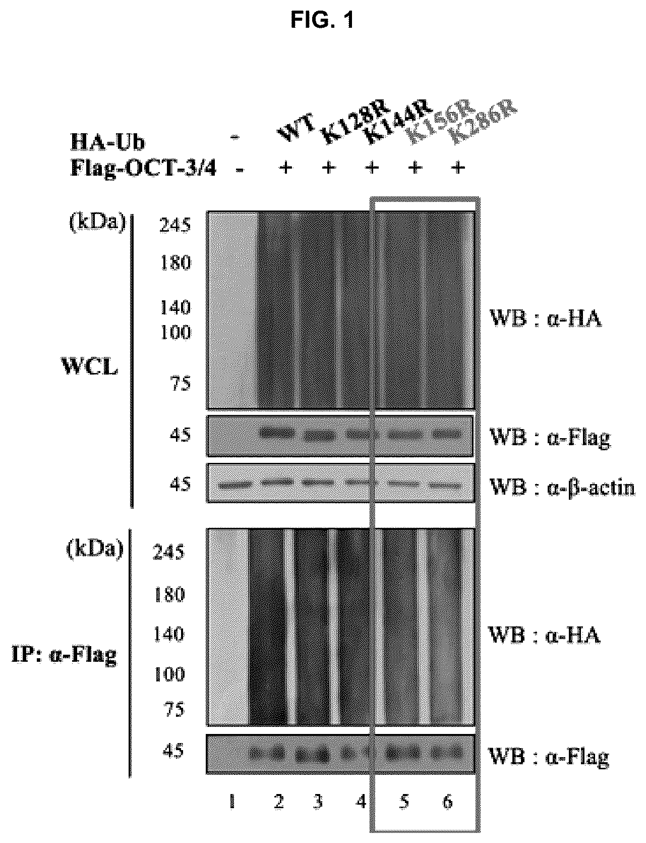 Patent US12098174 Figure 1 – Oct-3/4 variant
