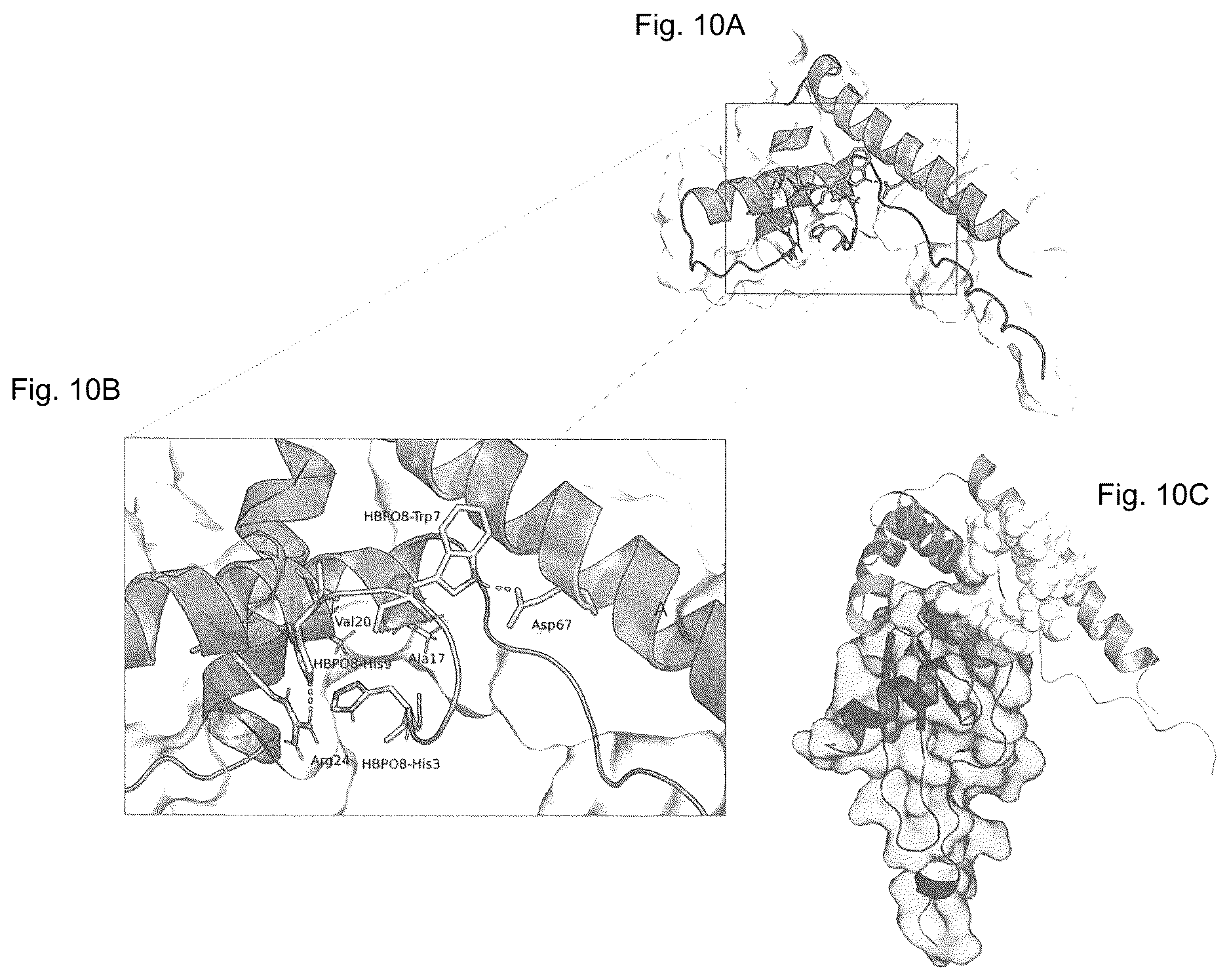 Patent US12098175 Figure 10 – Peptide inhibitors targeting the CXCL12/HMGB1 interaction and uses thereof