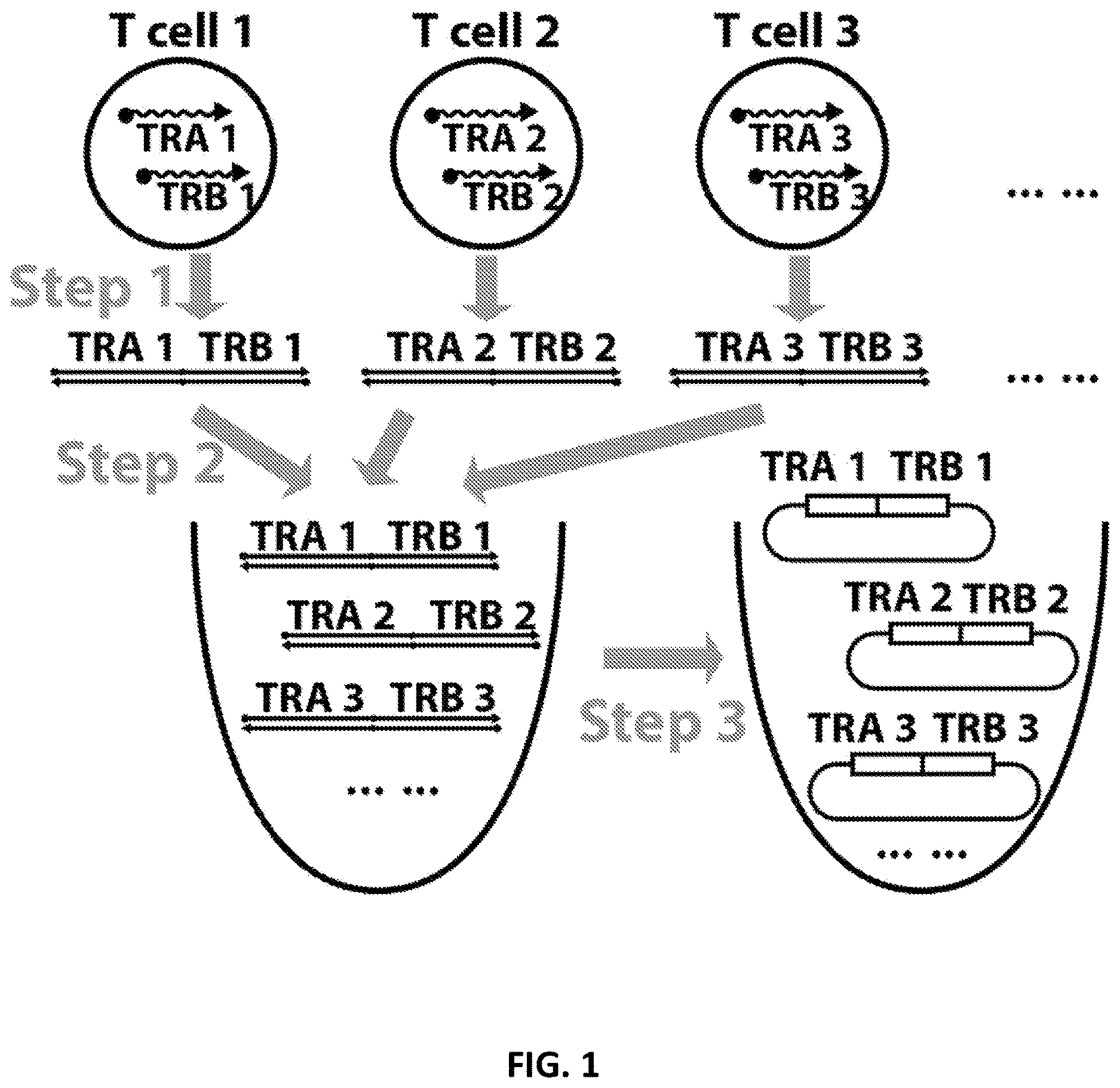 Patent US12098181 Figure 1 – High throughput cloning of paired bipartite immunoreceptor polynucleotides and applications thereof