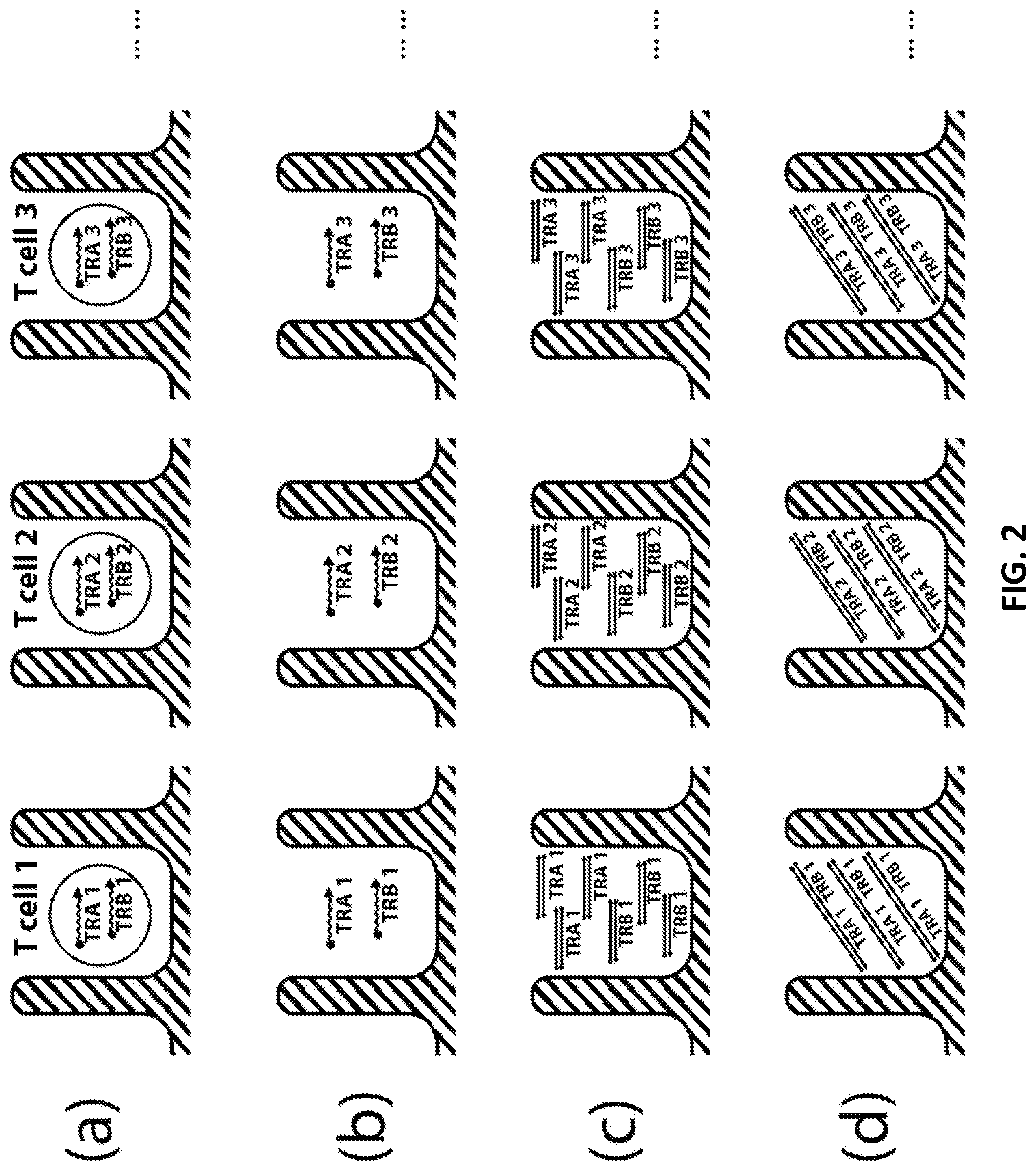 Patent US12098181 Figure 2 – High throughput cloning of paired bipartite immunoreceptor polynucleotides and applications thereof