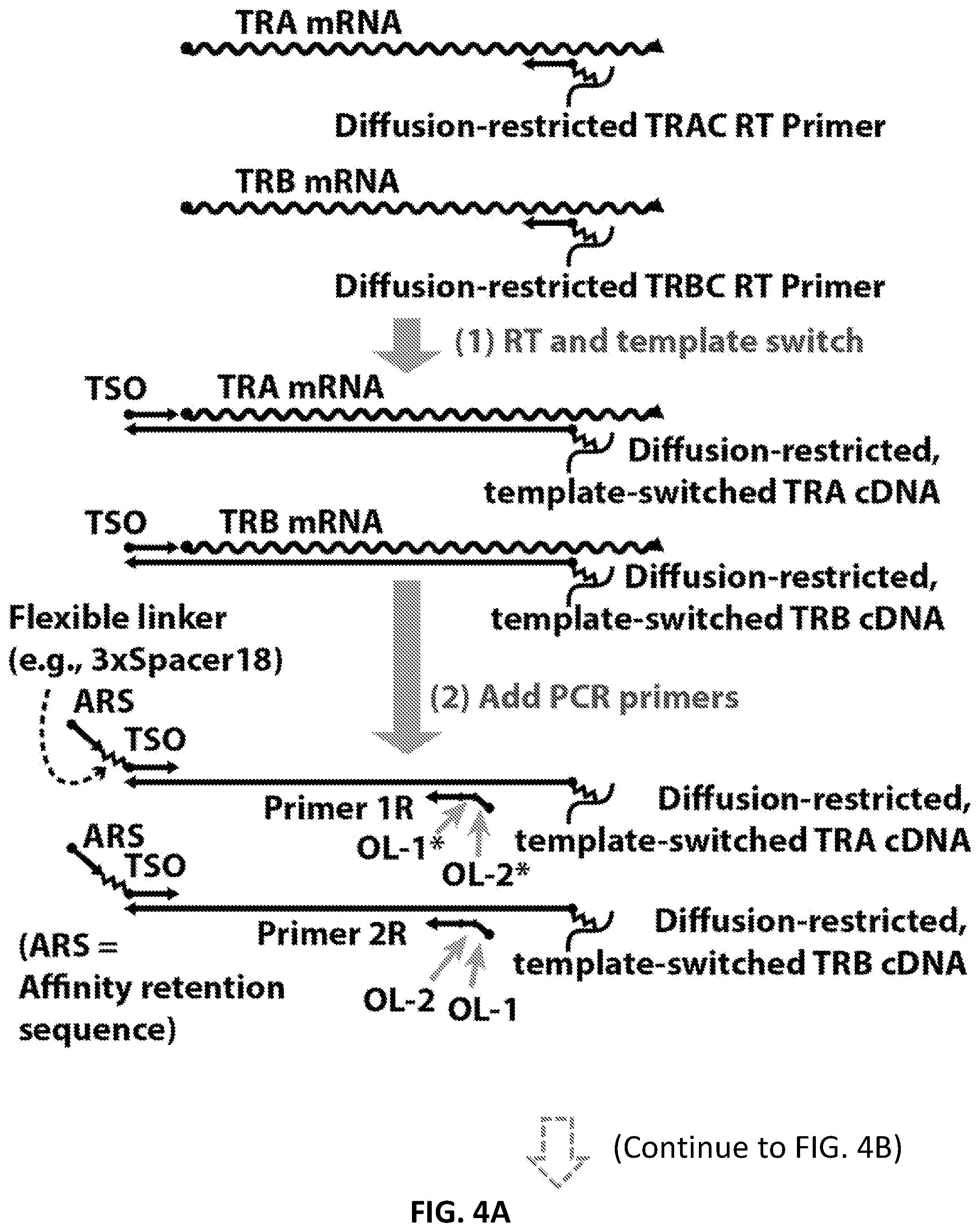 Patent US12098181 Figure 4 – High throughput cloning of paired bipartite immunoreceptor polynucleotides and applications thereof