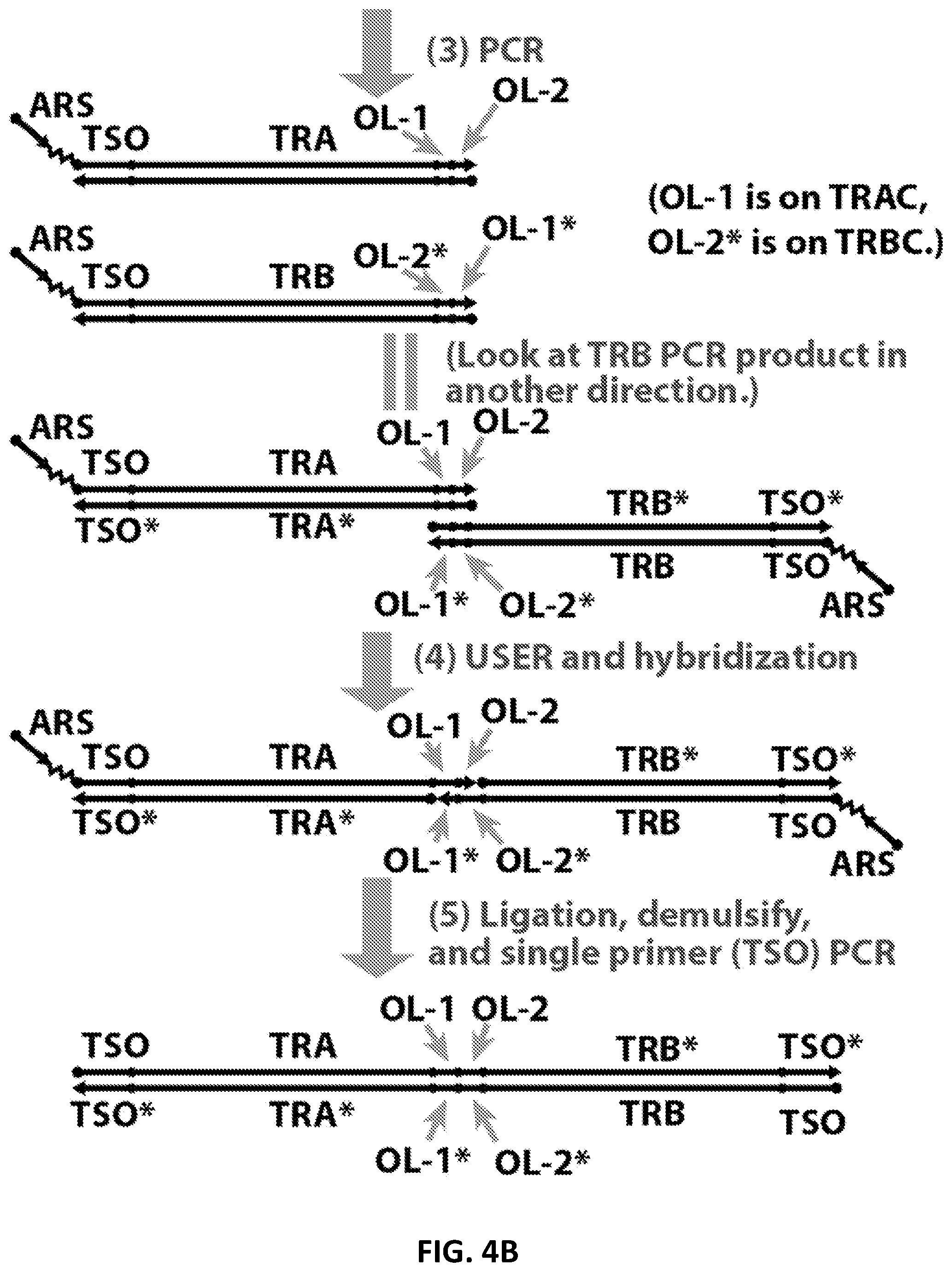Patent US12098181 Figure 5 – High throughput cloning of paired bipartite immunoreceptor polynucleotides and applications thereof