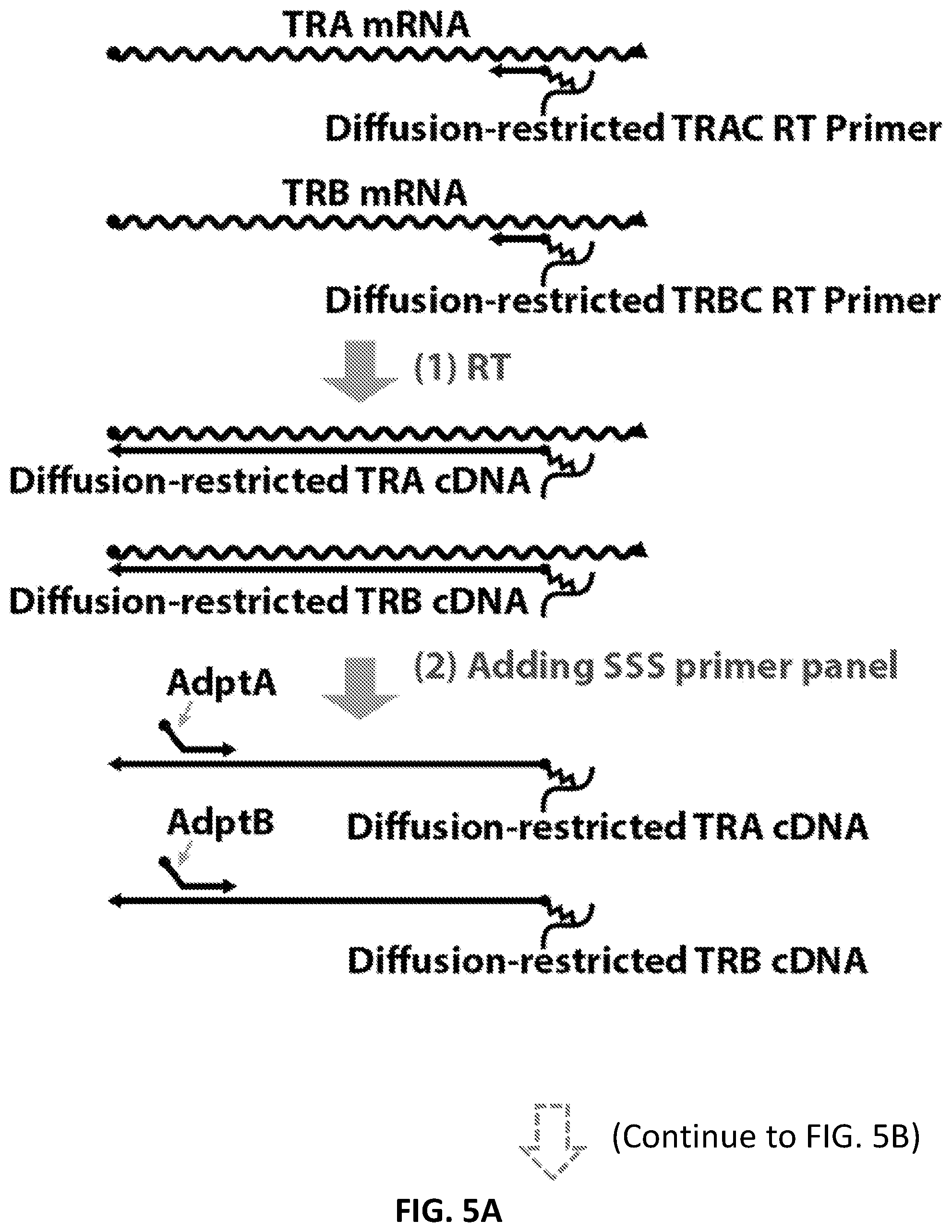 Patent US12098181 Figure 6 – High throughput cloning of paired bipartite immunoreceptor polynucleotides and applications thereof