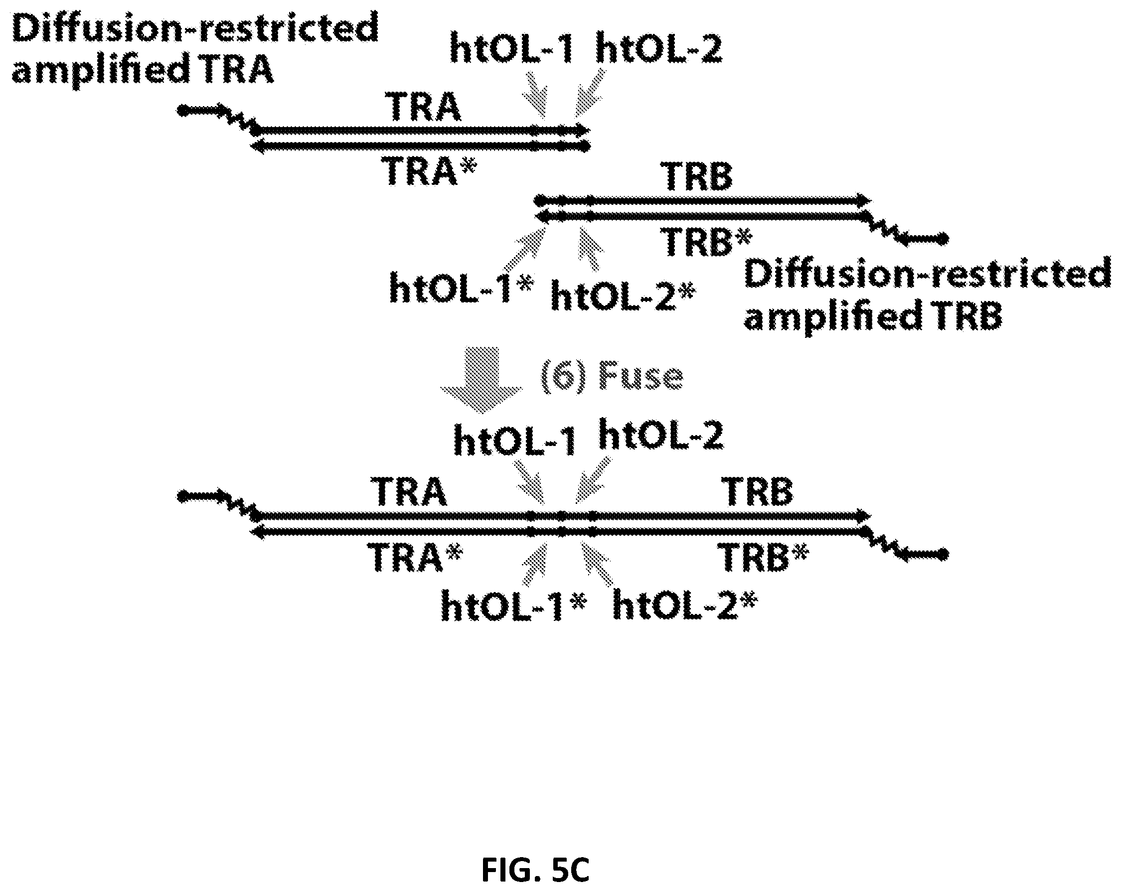 Patent US12098181 Figure 8 – High throughput cloning of paired bipartite immunoreceptor polynucleotides and applications thereof