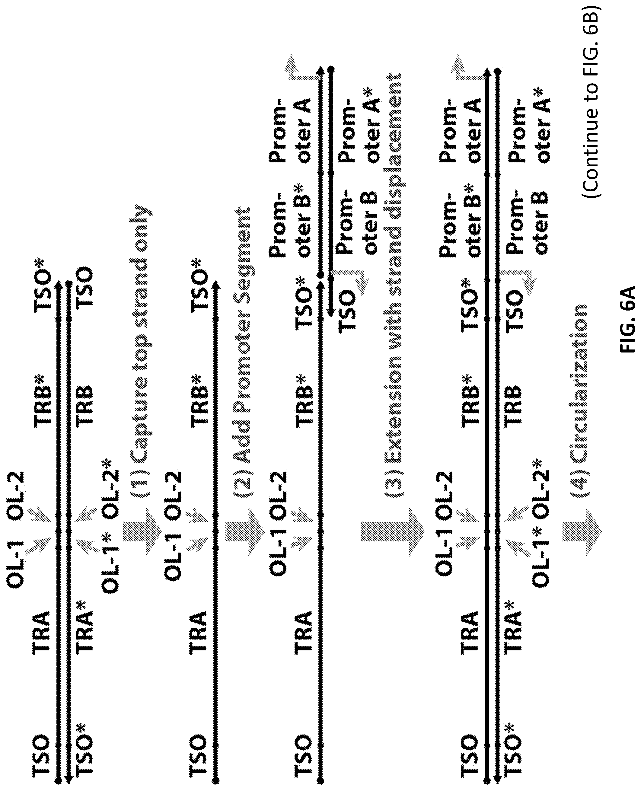 Patent US12098181 Figure 9 – High throughput cloning of paired bipartite immunoreceptor polynucleotides and applications thereof