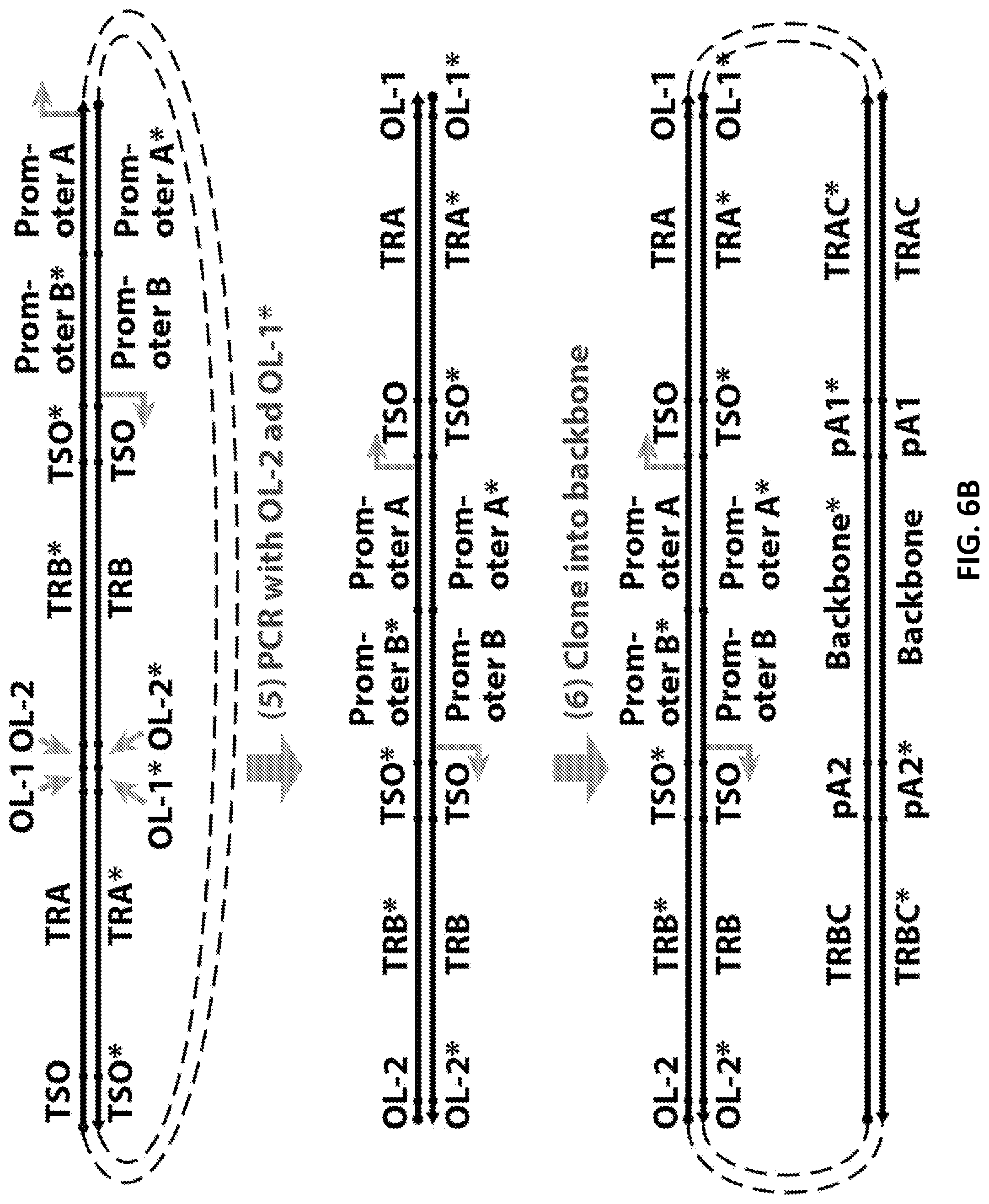 Patent US12098181 Figure 10 – High throughput cloning of paired bipartite immunoreceptor polynucleotides and applications thereof