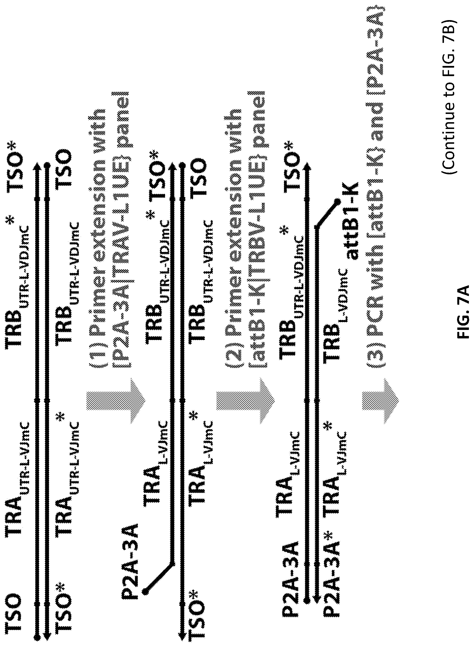 Patent US12098181 Figure 11 – High throughput cloning of paired bipartite immunoreceptor polynucleotides and applications thereof